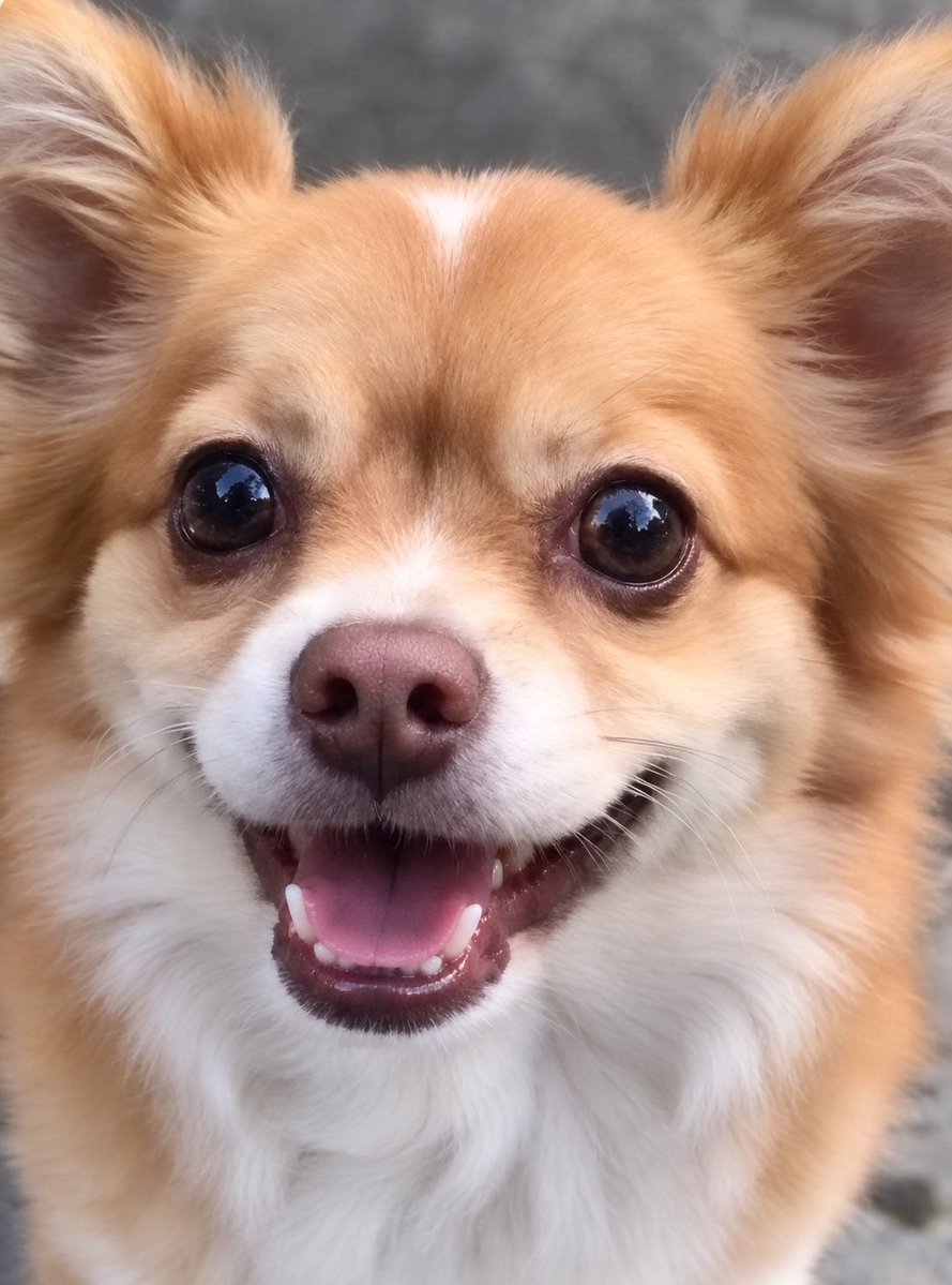 toshipiko1's tweet photo. ワンワンのメッセージ。
「命を軽視する心を持ってはならないよ」
#ワンワン #虐待死 #動物保護法
#命の尊厳・人間の尊厳
#JusticeForWangwamg
#ワンワンは世界を変える
人間の心・意識を変えよう。
#命を軽視する心 → #命を慈しむ心
#殺人思考 → #成人思考
@ChnEmbassy_jp https://t.co/V5jG1sHND2