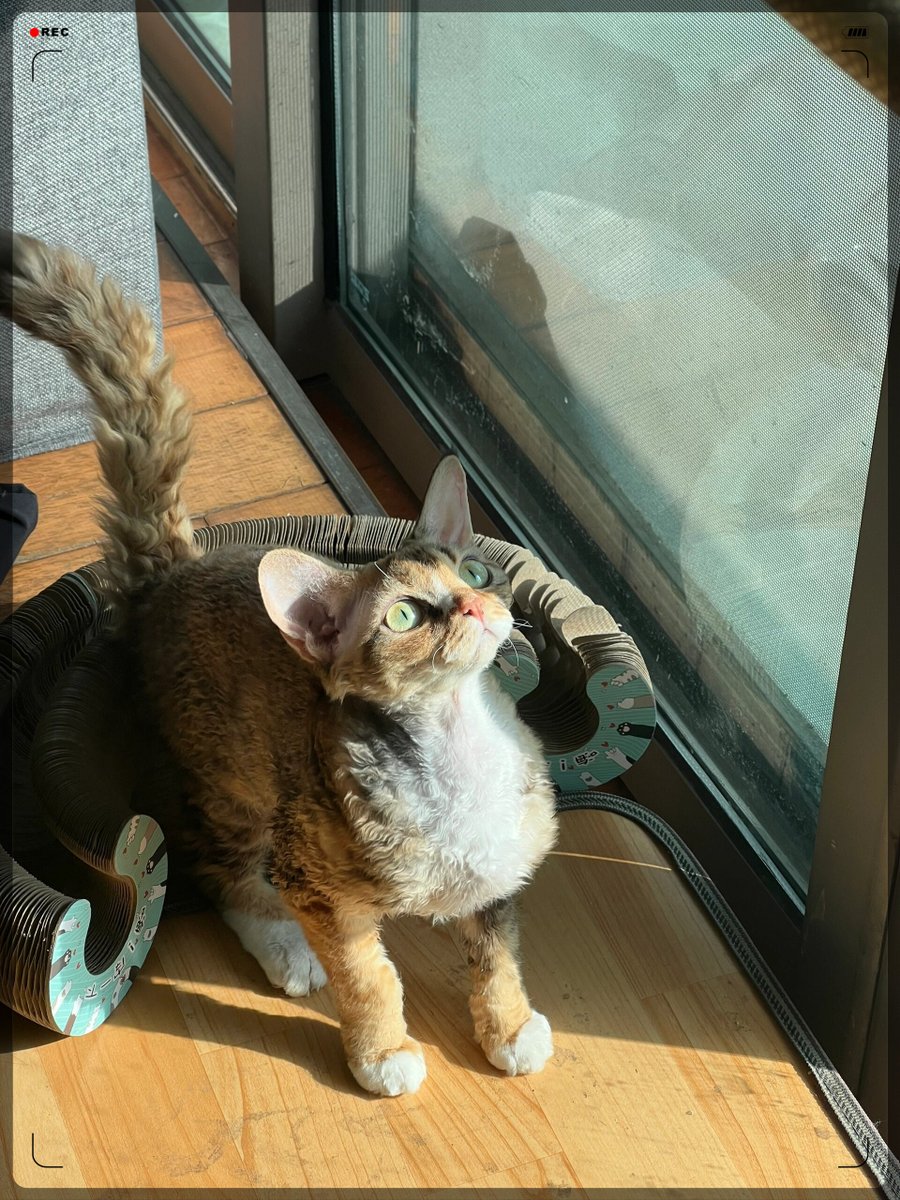 FrancescaF7do's tweet photo. Just spent the whole Sunday morning baking chocolate chip cookies while my cat napped on the windowsill—small, warm moments make the coziest home.， https://t.co/a5kidINLnY
