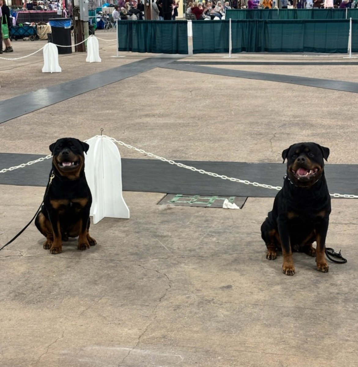 servicerotties's tweet photo. We just got home from the dog show. Today was ridiculously busy. 

Did I win anything? I had some good qualifying rounds for year end points. Nothing brilliant but it was my first time in the ring in awhile. But my brother, Baby Rottie Kenji, came home with his novice rally obedience title and was just a star this weekend! 

We even got to meet up with his dad! 
Anyhow I better go harass my human about dinner. I just wanted to check in cuz I missed you guys.