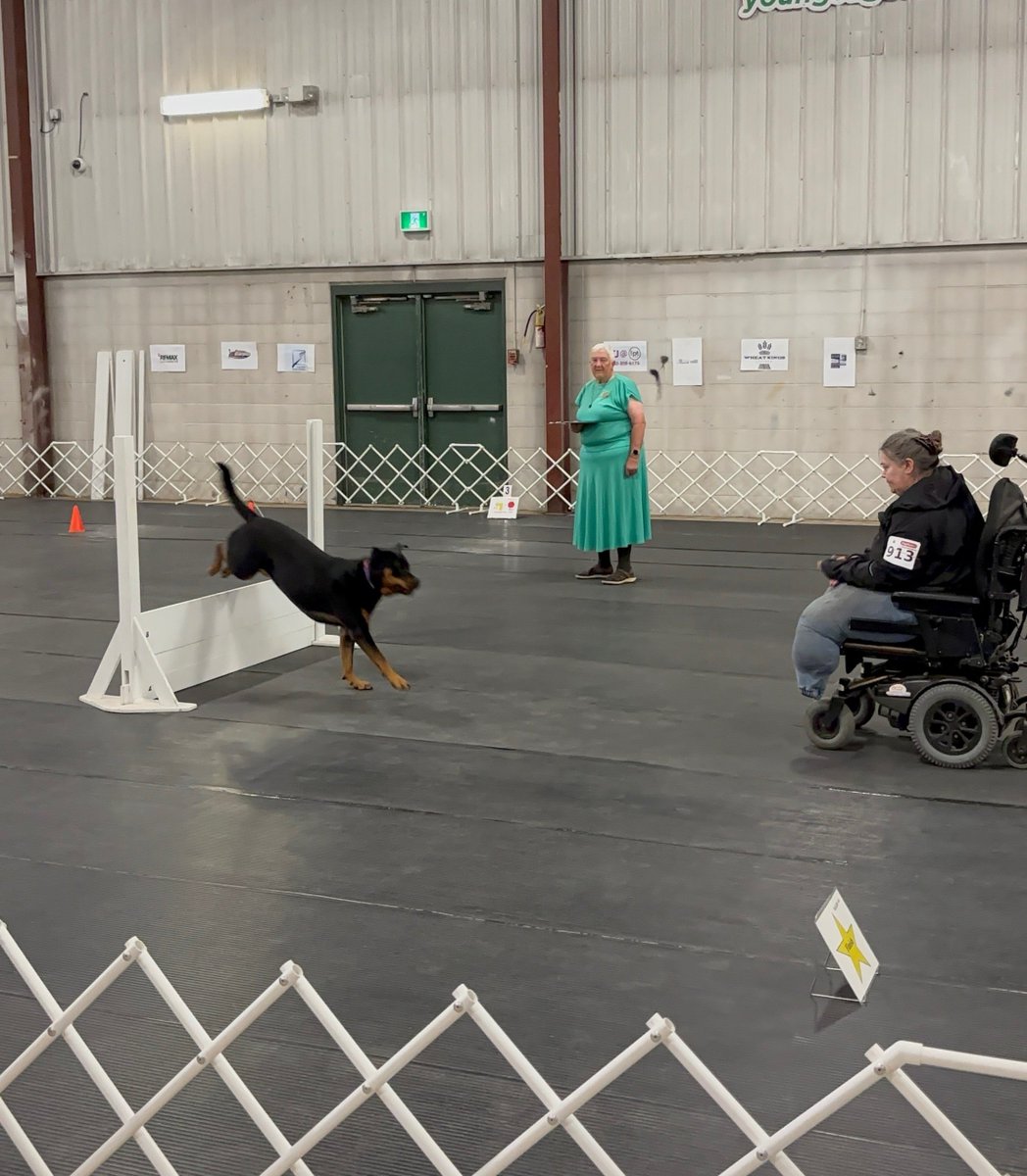 servicerotties's tweet photo. We just got home from the dog show. Today was ridiculously busy. 

Did I win anything? I had some good qualifying rounds for year end points. Nothing brilliant but it was my first time in the ring in awhile. But my brother, Baby Rottie Kenji, came home with his novice rally obedience title and was just a star this weekend! 

We even got to meet up with his dad! 
Anyhow I better go harass my human about dinner. I just wanted to check in cuz I missed you guys.