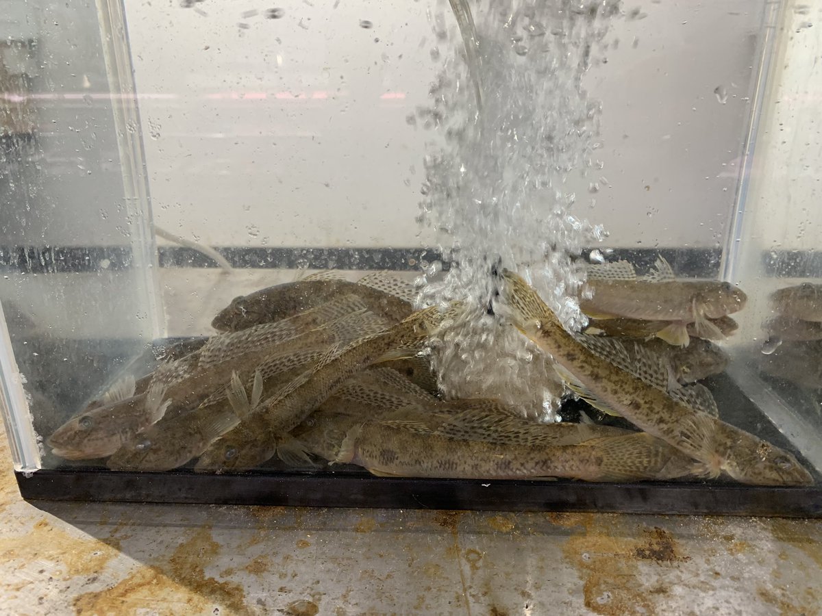 skanayaneko's tweet photo. お魚の名前分かるかな❓ https://t.co/fmi3MtKka2