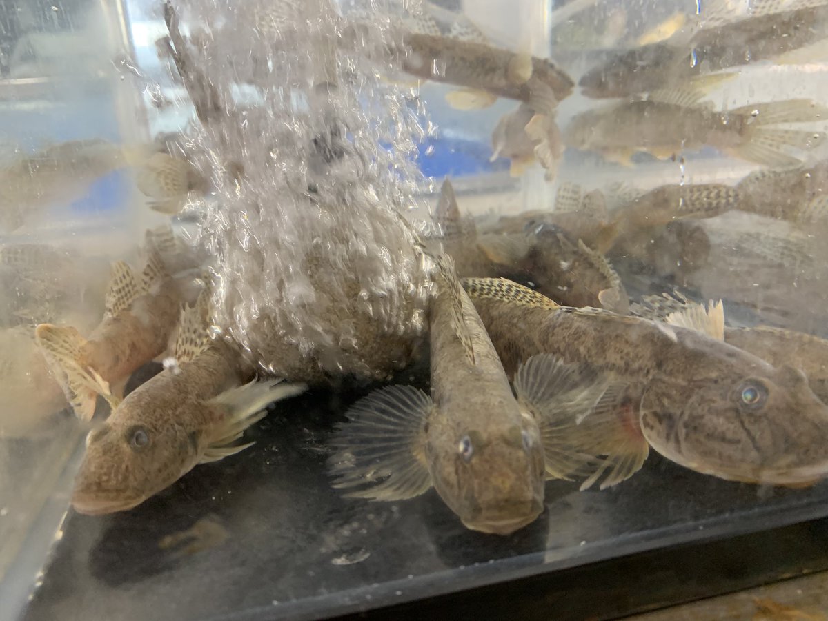 skanayaneko's tweet photo. お魚の名前分かるかな❓ https://t.co/fmi3MtKka2
