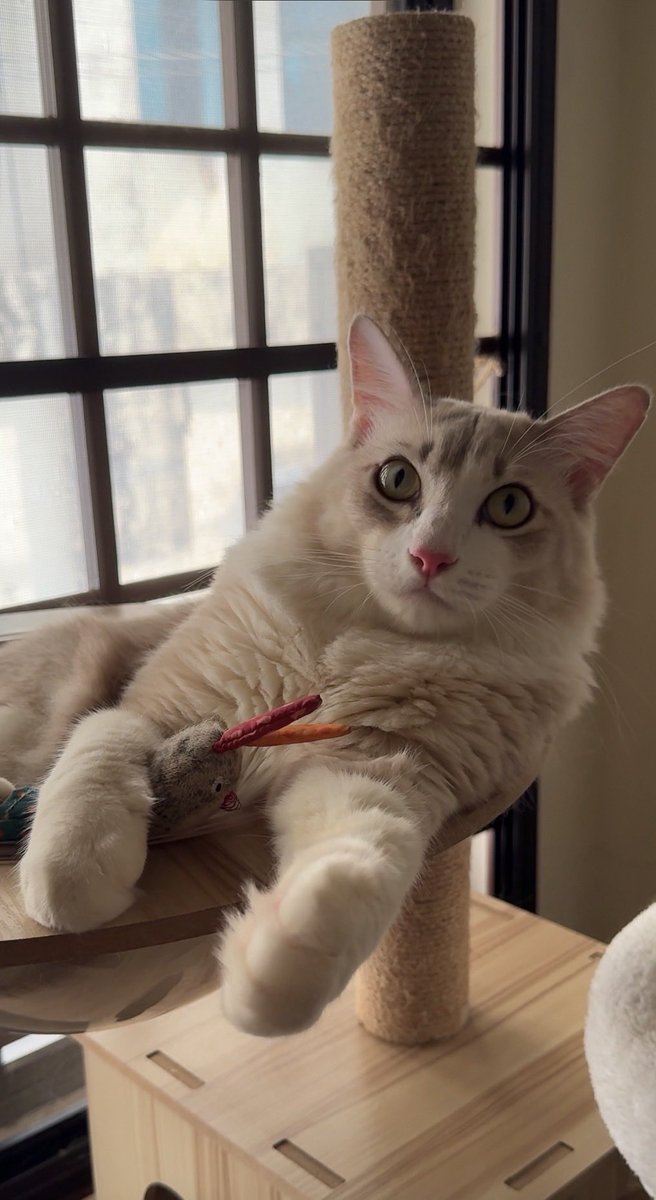 ConnectCode's tweet photo. Reinforce Learning Meow Feedback
#RLMF #realitycattv #mlxui

CLM- Contrastive Language Model MLX port 
https://t.co/wbfD2RHSzC https://t.co/f6tAsM8ovf