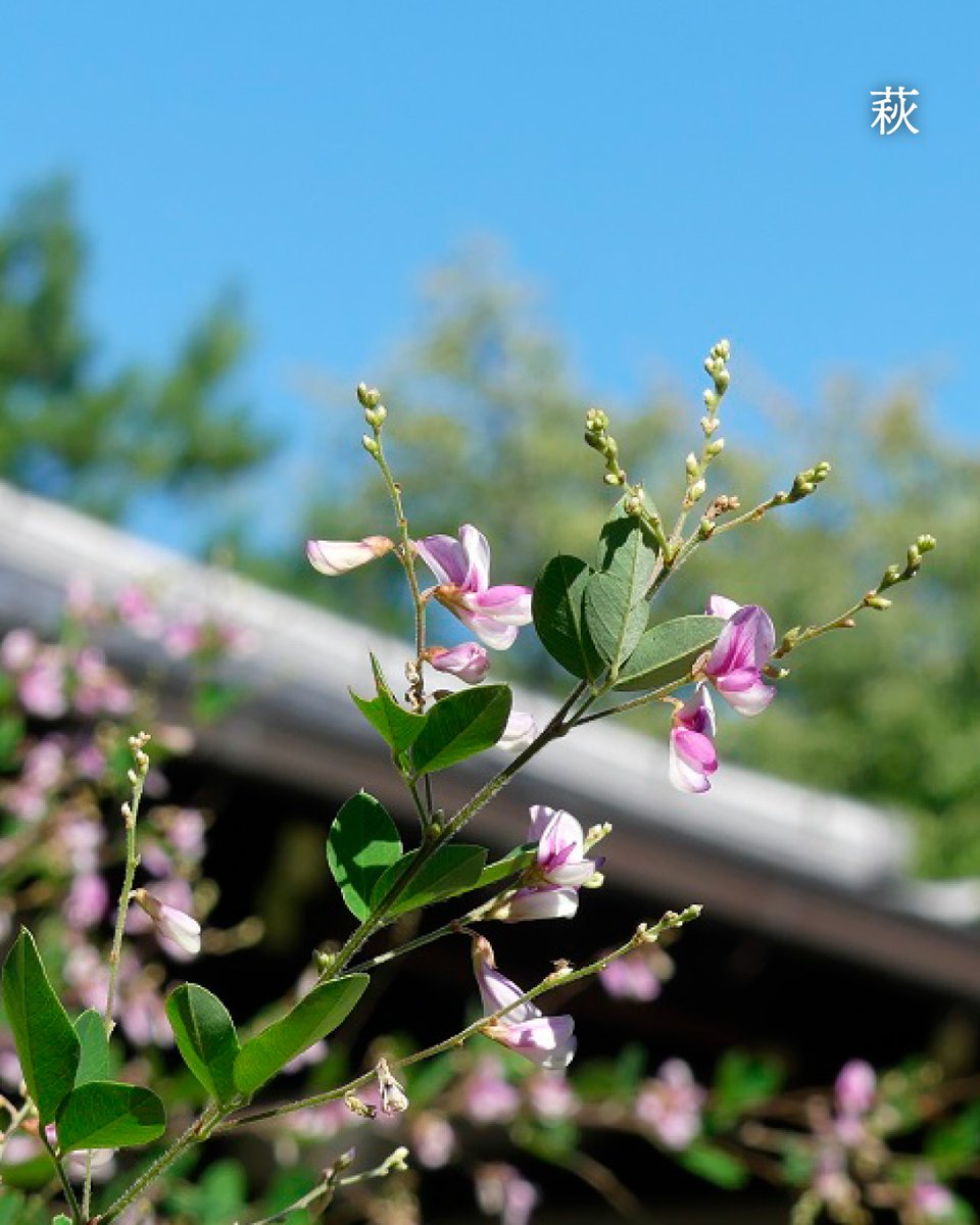 kokumin_park's tweet photo. 涼しくなりはじめ、京都御苑では秋の花が咲いています🌸
フジバカマには渡りをする蝶・アサギマダラが花の蜜を求めて訪れます。
萩や彼岸花も見頃を迎えた秋の京都御苑で、季節の花を探してみませんか？
#京都御苑 #知ろう遊ぼう国民公園 https://t.co/IC37HYnhfh