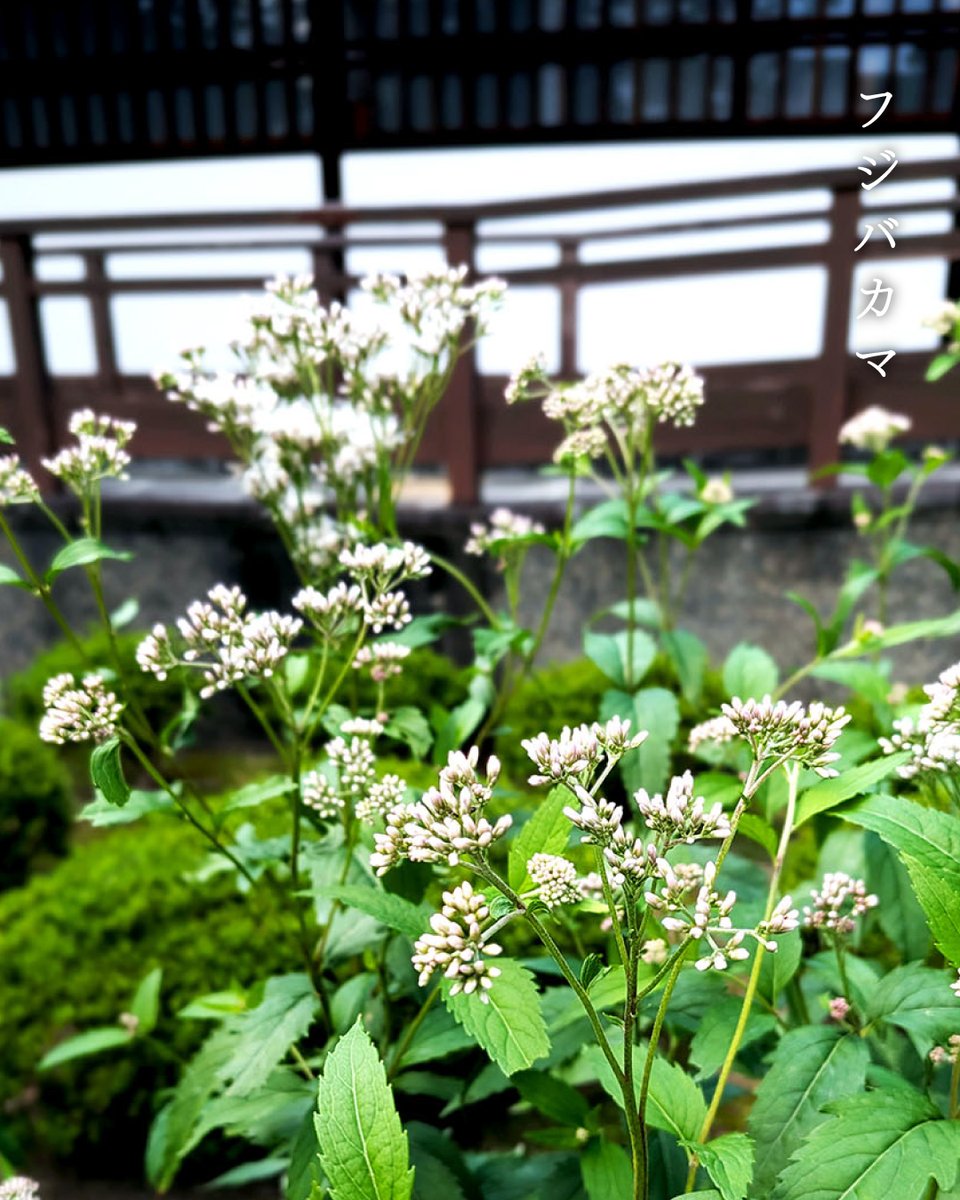 kokumin_park's tweet photo. 涼しくなりはじめ、京都御苑では秋の花が咲いています🌸
フジバカマには渡りをする蝶・アサギマダラが花の蜜を求めて訪れます。
萩や彼岸花も見頃を迎えた秋の京都御苑で、季節の花を探してみませんか？
#京都御苑 #知ろう遊ぼう国民公園 https://t.co/IC37HYnhfh