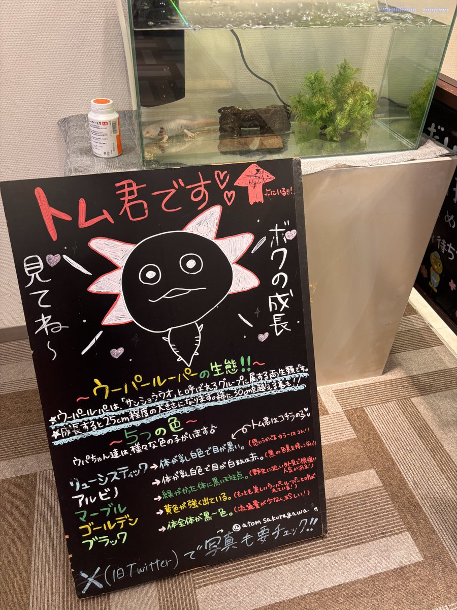 ps_shikapan's tweet photo. おはようございます☔️
月曜日がやってきました

本日9月28日(月)
パーラーアトム桜川店様 PR
赫眼ネキこと、
あくあまりんさん来店です！

今日も生憎の雨模様ですが、
桜川駅すぐなので安心😌

ねきは喰種から！
是非お近くの方は宜しくお願いいたします
お気をつけてお越しください🙌 https://t.co/r0fskc6qDi