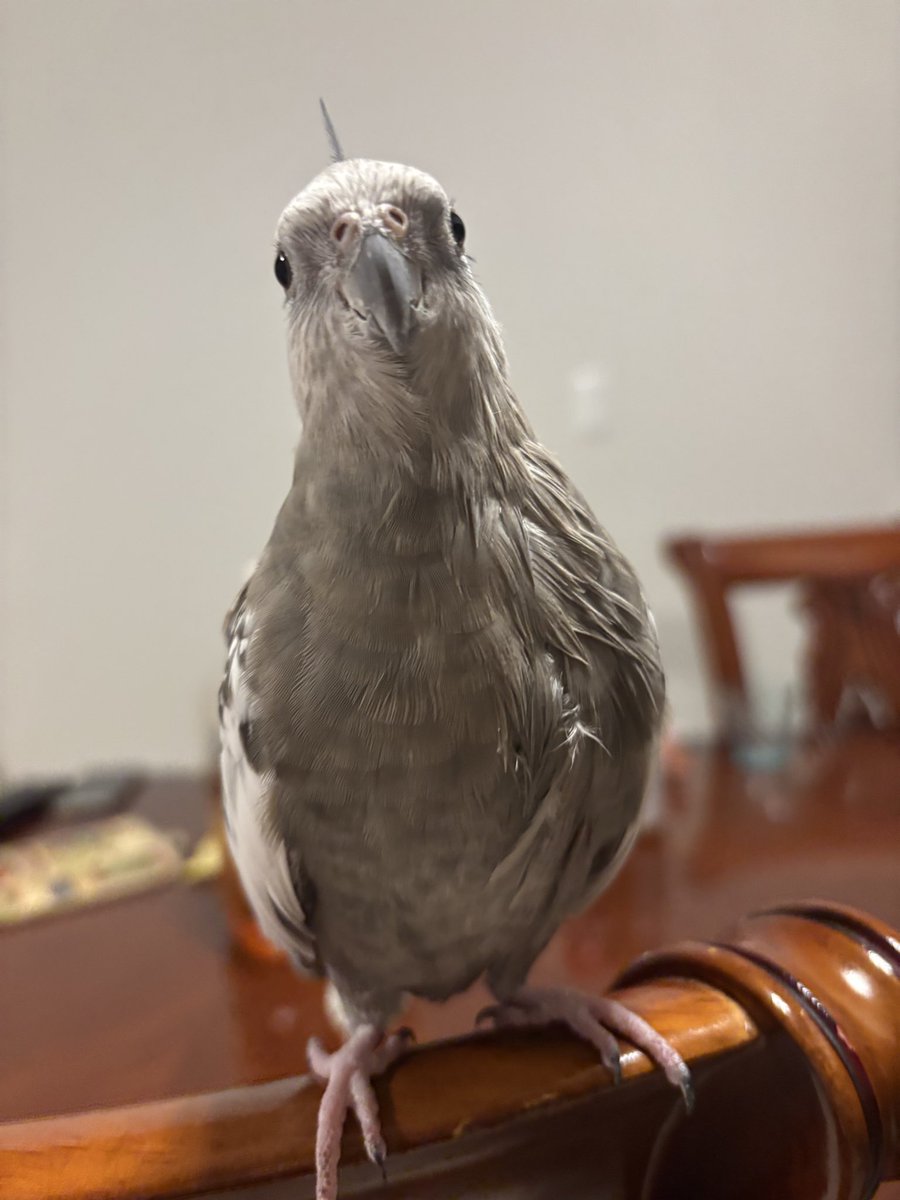 risapiiraa's tweet photo. 【拡散希望・迷子鳥】
9/27昼12時頃、相模原市緑区津久井でオカメインコを逃がしてしまいました。
名前：ラーちゃん（ラウル・���ウ）
色：灰色・白系のノーマル、ほっぺは白
性格：臆病
好物：ひまわりの種
見かけた方、保護された方はDMをお願いします。
#迷子#オカメインコ＃相模原市#神奈川 https://t.co/WcqvAYOfIy