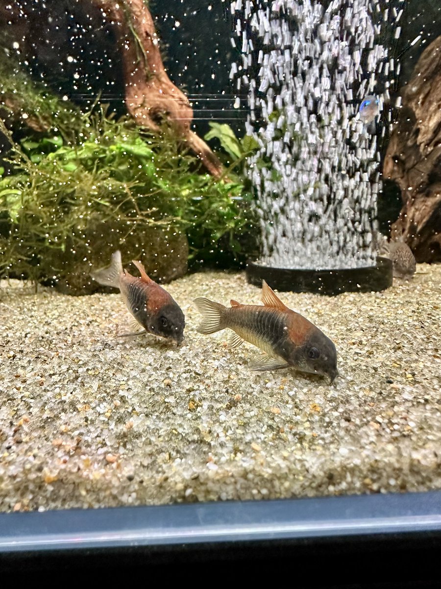 natorisuguru's tweet photo. ベネオレの追走

#アクアリウム
#コリドラス
#ベネズエラオレンジ https://t.co/RWcr1Pr2nb