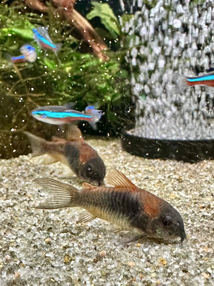 natorisuguru's tweet photo. ベネオレの追走

#アクアリウム
#コリドラス
#ベネズエラオレンジ https://t.co/RWcr1Pr2nb