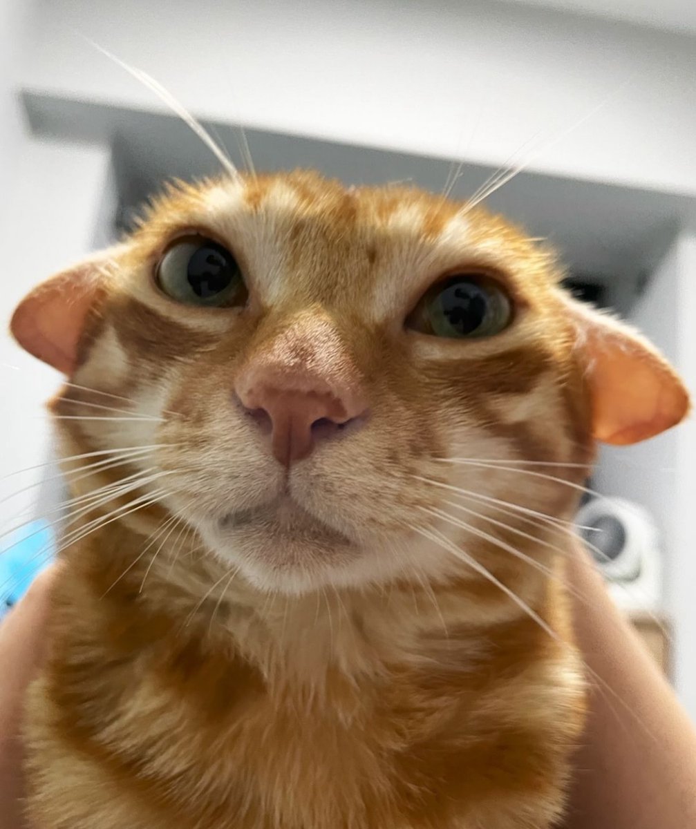 PunchingCat's tweet photo. https://t.co/TQZ47r5Vs4