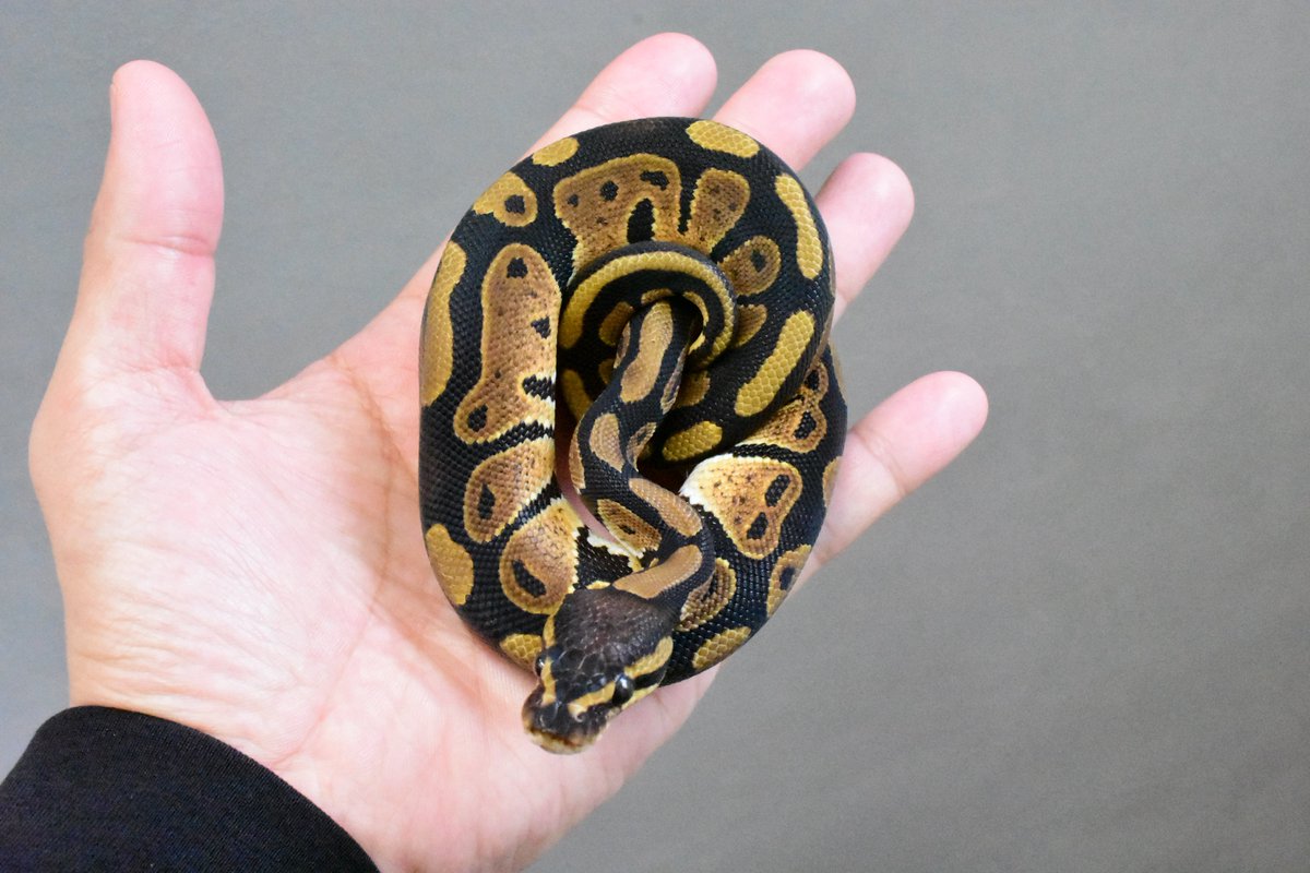 na___Python tweet picture