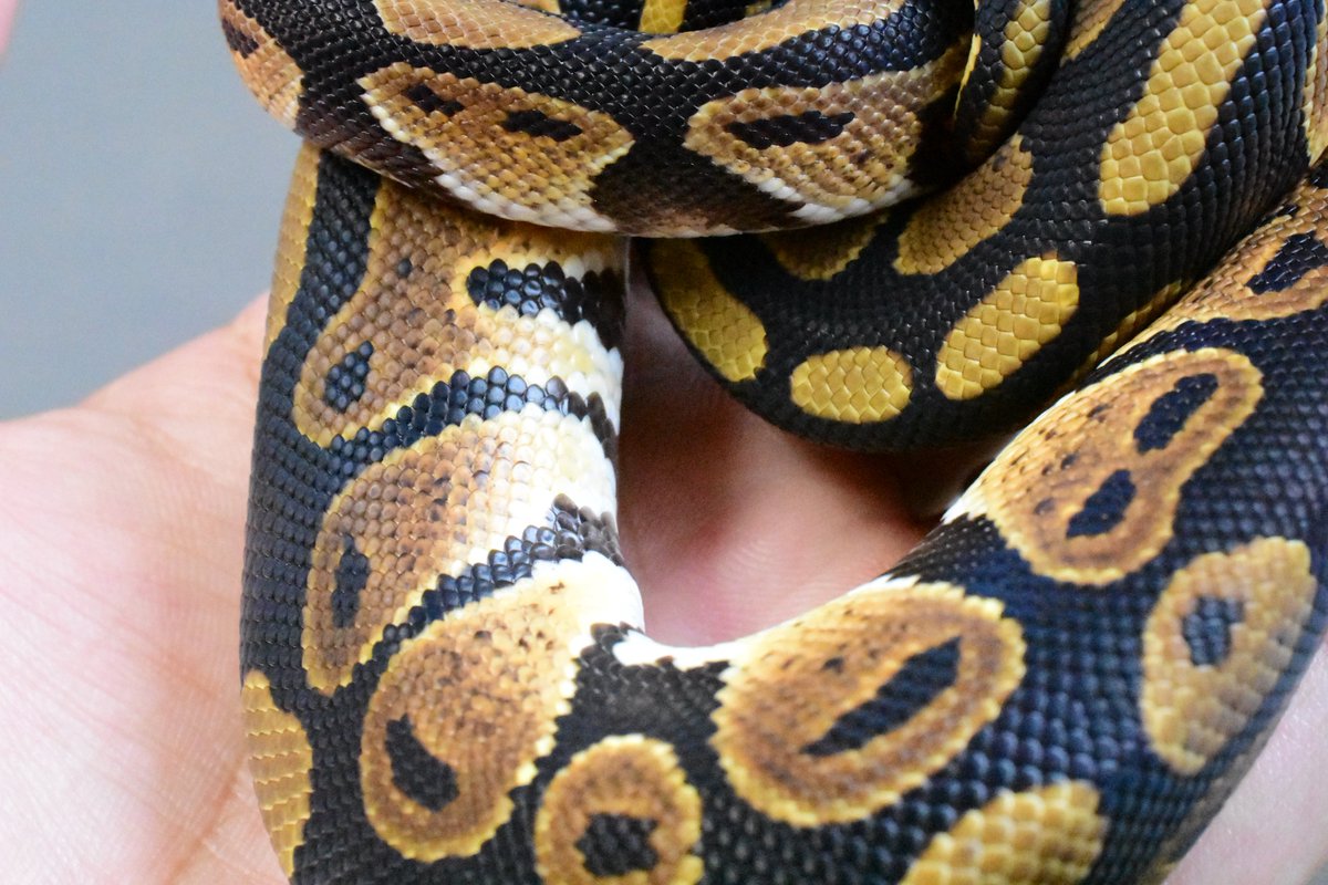 na___Python tweet picture