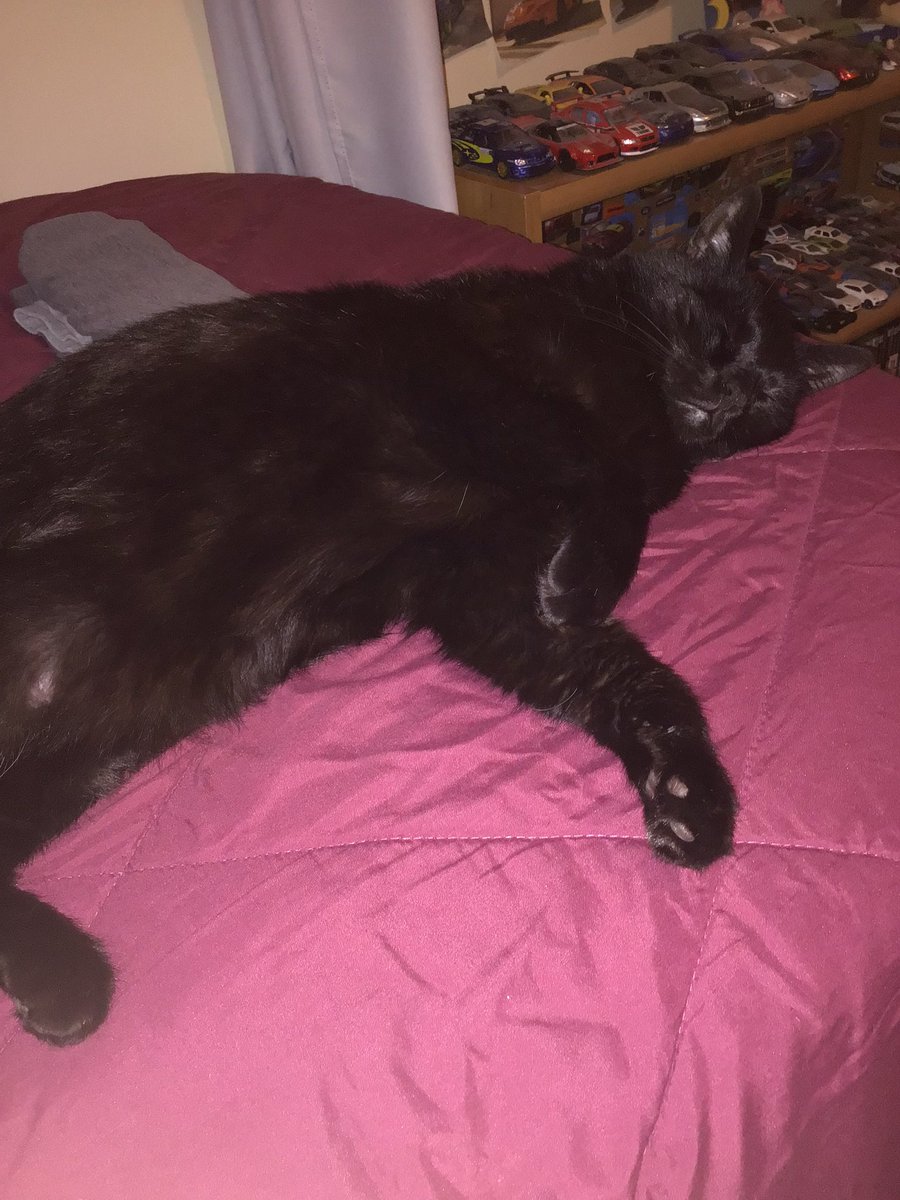 Swag__Rapper's tweet photo. Happy birthday to my cat Big Bendy he turned 9 today, September 27th 2026 hbd https://t.co/TIjyEodmln