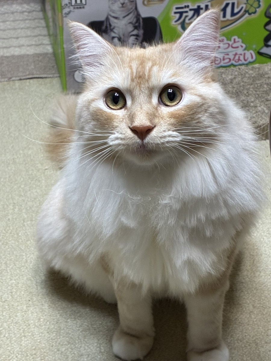 murmurmia's tweet photo. 今月のネコ
確かおよそ3週間ぶり
今回はわりとすぐ思い出してくれた模様
めっちゃゴロゴロ言ってる　ちょろい https://t.co/0dIHBhAwfm