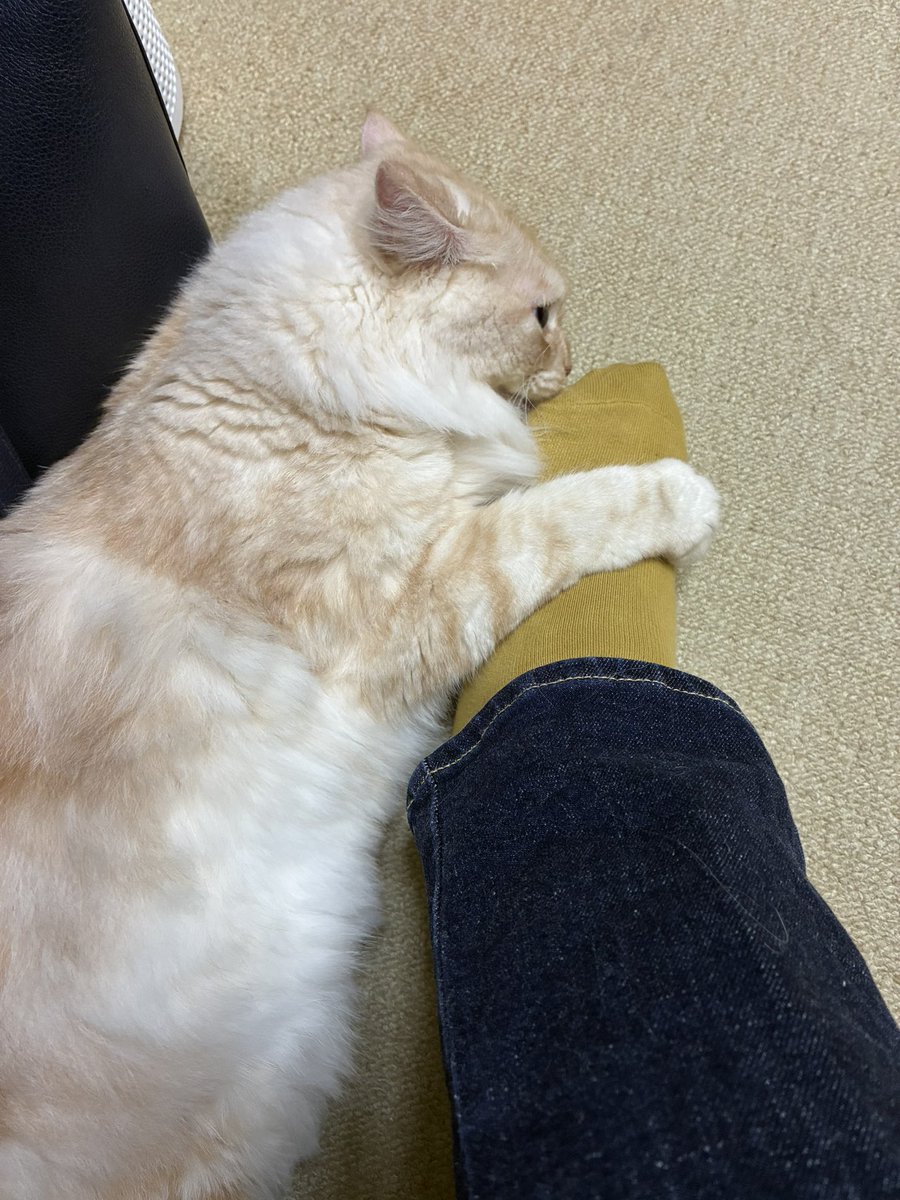 murmurmia's tweet photo. 今月のネコ
確かおよそ3週間ぶり
今回はわりとすぐ思い出してくれた模様
めっちゃゴロゴロ言ってる　ちょろい https://t.co/0dIHBhAwfm