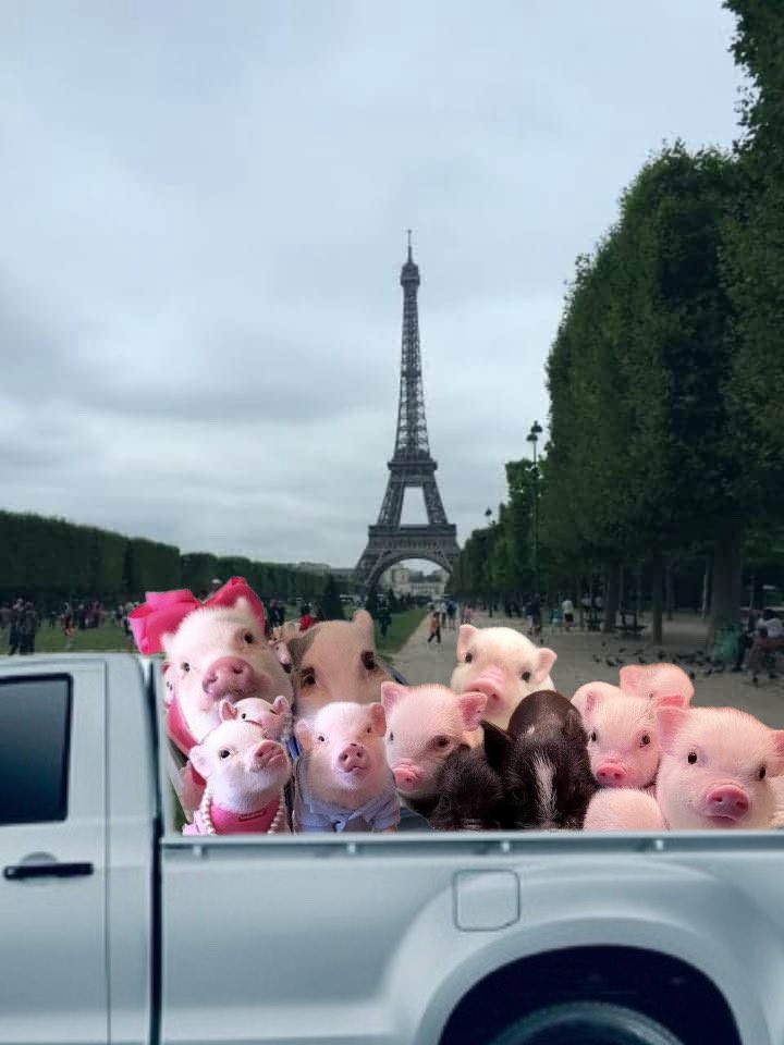 newbie_nrs's tweet photo. ถึงแยวปารี้ด คุนหมุเช้คอิน มีคัยอยุ่บนรถย่าง 🐖💨 https://t.co/9uw9Xklvj7