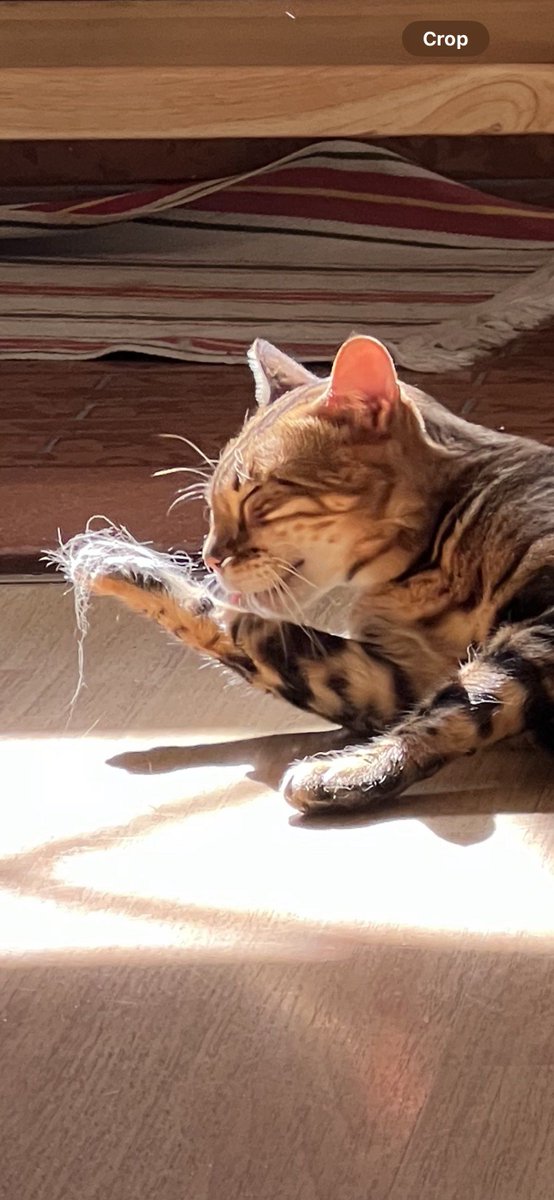 DelphaGabeozeo's tweet photo. 小奶猫到家满俩月啦！从只会追着毛线球跑的小团子，长成会蹲在门口等我下班的粘人精，软fufu的小肉垫拍我手心时，心都化了～#宠物成长日常 https://t.co/UUff3jRGIM
