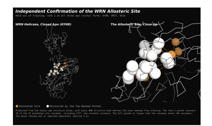 BioAI_NeuralNet's tweet photo. Ability of a Structural World Model to Detect Cryptic Pockets from Apo Structure
https://t.co/aZJCOKk1JV

Summary:
This study presents a method for identifying cryptic drug-binding pockets directly from a single apo protein structure, without requiring molecular dynamics simulations, conformational sampling, co-folding predictions, or external pocket-detection tools. The approach uses a proprietary structural world model that generates a per-residue latent representation from protein coordinates. This latent state is read out as a cryptic-lining score, suggesting the model implicitly captures conformational flexibility that other methods must explicitly simulate.

Predicted pockets are constructed as residue sets rather than fixed geometric spheres. High-scoring residues seed candidate pockets, which are expanded into distinct, non-overlapping predictions through a residue-growth strategy and geometric non-maximum suppression.

On CryptoBench (231 test proteins), the model achieves 84.8% top-1 and 95.2% top-5 localization accuracy. Similar performance is observed on a CryptoBank subset, with 84.6% top-1 and 99.0% top-5 accuracy. Residue-level classification is strong (AUC = 0.8465), although exact pocket-boundary recovery remains more challenging under stricter overlap criteria.

The method generalizes well to unseen proteins, recovering the known WRN helicase allosteric site at rank 1 across multiple apo structures after all WRN proteins were removed from training. A key advantage is its ability to place the true cryptic site at rank 1, addressing a common limitation of ensemble-based approaches.

Compared with single-structure baselines such as P2Rank, DeepPocket, PocketMiner, and fpocket, the model achieves substantially higher top-1 hit rates. It also complements the ensemble-based method OpenDDE, identifying many cryptic sites missed by OpenDDE while retaining all of OpenDDE’s top-5 hits. Overall, the work demonstrates that latent representations learned by a structural world model can effectively detect and rank cryptic pockets from apo structures alone, with performance improving as training data increases.
#DrugDiscovery #CrypticPockets #BioAI #AIforScience #ProteinStructure