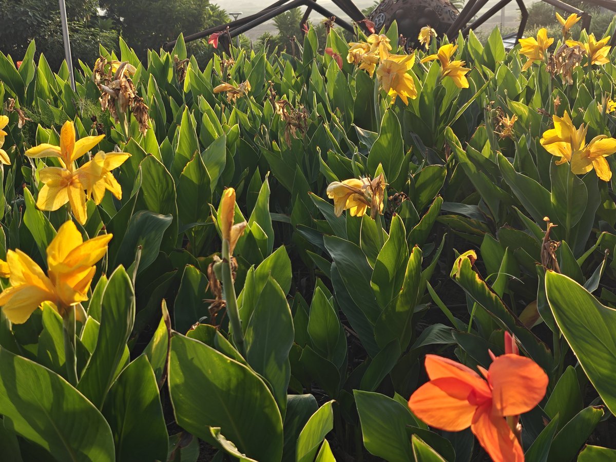Aruntweets123's tweet photo. Day 41: Nature created its own rainbow today—without a single raindrop! 🌿🌼
The vibrant colours, the morning sunshine, and the sheer beauty of nature brought an instant smile to my face.

A colourful morning, a grateful heart, and another beautiful start to the day. 🚶‍♂️
#Day41 #MorningWalk #ColoursOfNature #NatureLovers #MorningSunshine #NaturePhotography #HealthyHabits