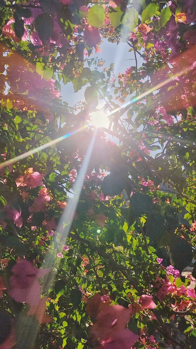 cozyycabin's tweet photo. Morning Sun https://t.co/yCRVHhBcwB