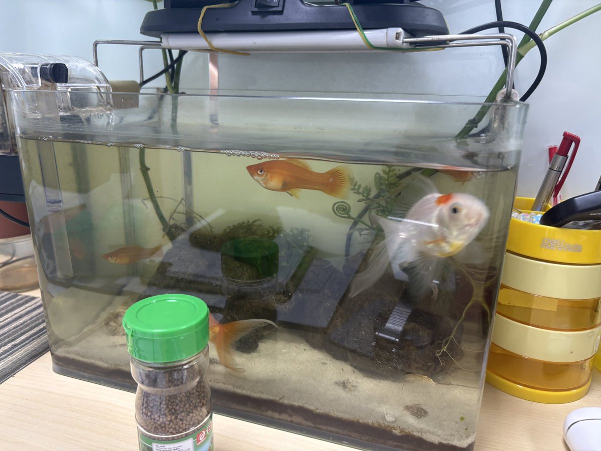 atos_vn's tweet photo. ベトナムの人は自分のデスクで金魚育てるのか😆
※共用スピースではないです https://t.co/unWwq1j3Fg