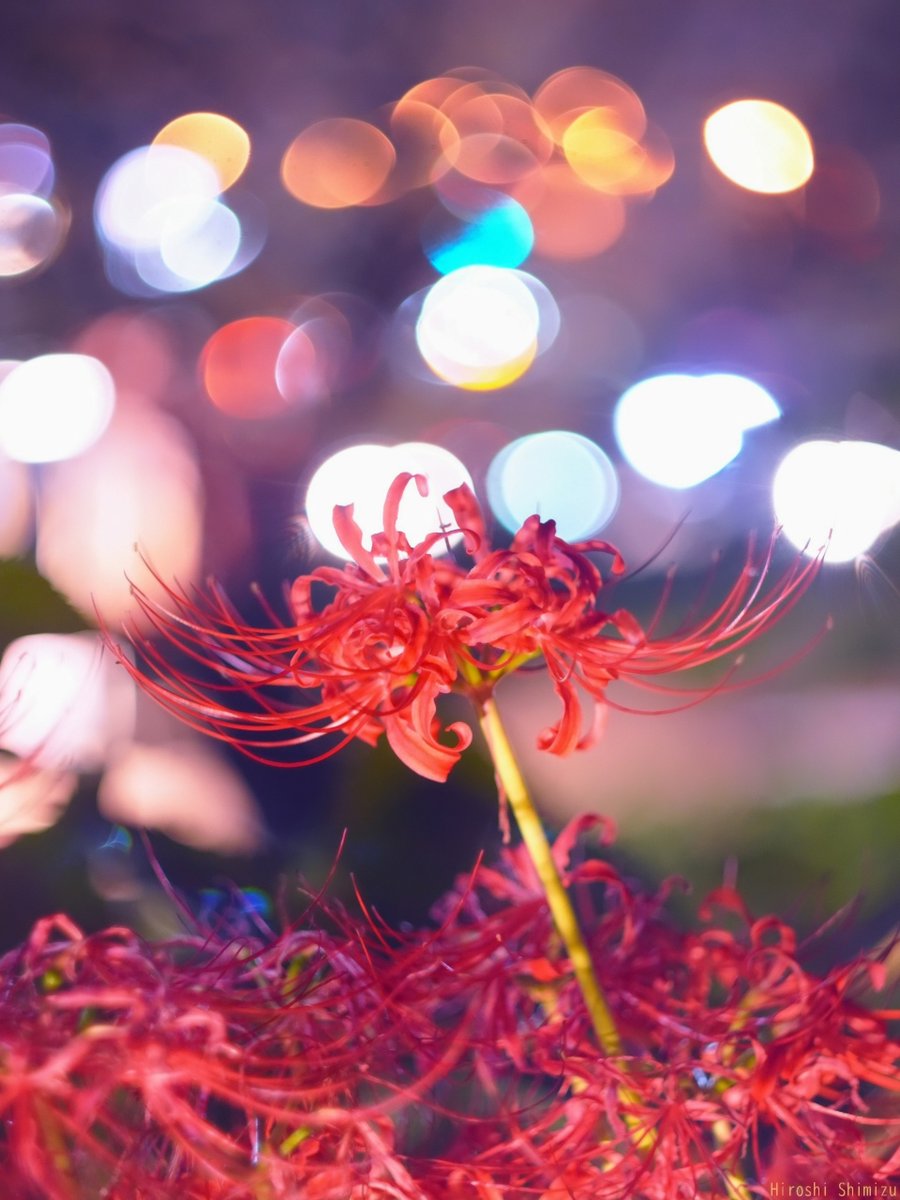 HiroshiYozakura's tweet photo. 曼珠沙華
街の明かりが煌めく夜
少し離れて見る光は
とても心地よく心に灯る https://t.co/wFJ6xTUQWP