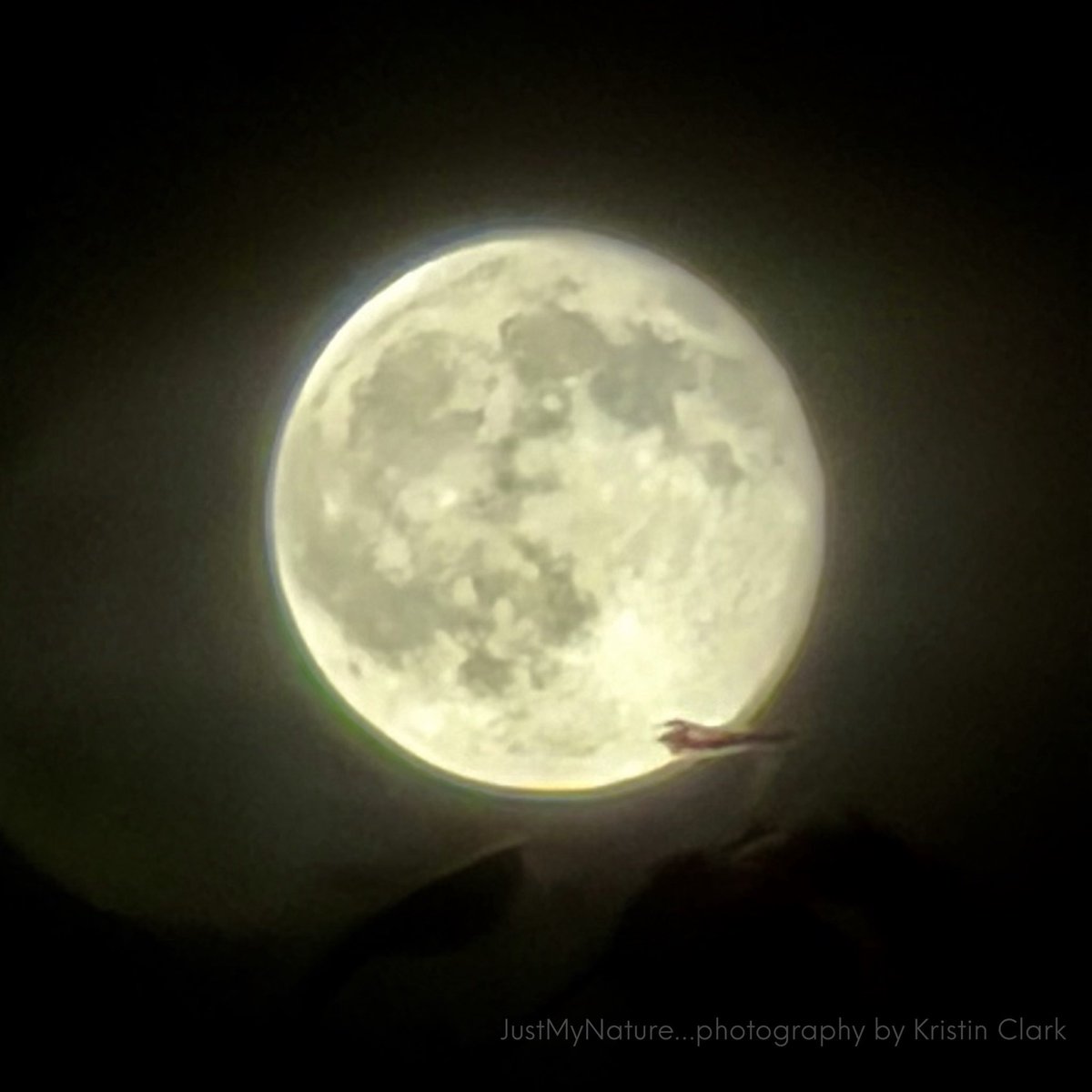 _justmynature's tweet photo. Harvey moon from Hampton Cove AL 🌝 @spann @DanielleDozier @BenSmith_WHNT @CamutoWHNT @JDESNOYERSWAFF @WEATHERmanBURKE
@JDressmanWX @EmilyOwenWX @jeffcastlewx @AmberKulick_wx @laabsTWC @NWSHuntsville @simpsonwvtm13 #valleywx https://t.co/Ol7eLfkx5E