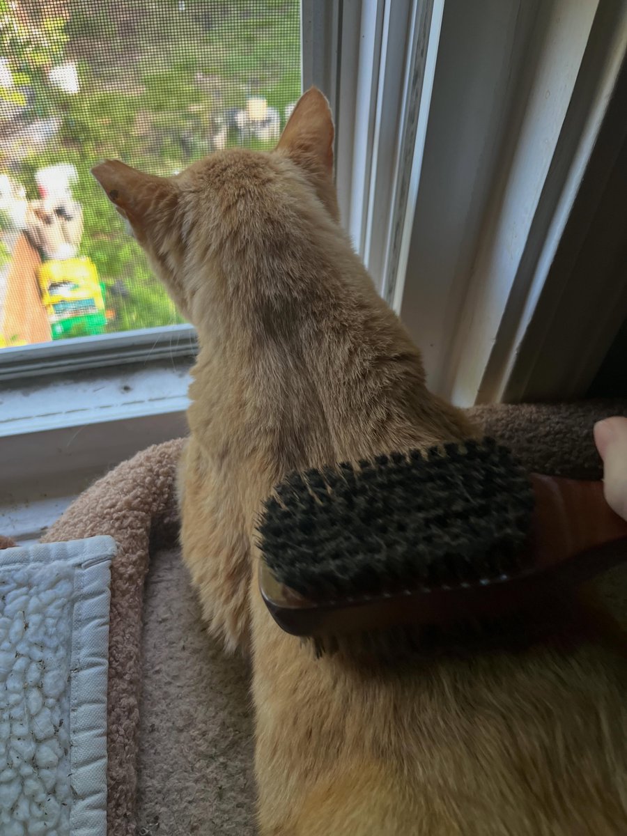 noraramireznsfa's tweet photo. Happy Labor Day! Since 1894, Labor Day has been a federal holiday and is often considered summer’s unofficial end. Kansas seems to disagree: today’s high is 94°F with 85% humidity. Daniel is celebrating from an air-conditioned spot with https://t.co/XJodUasMnF