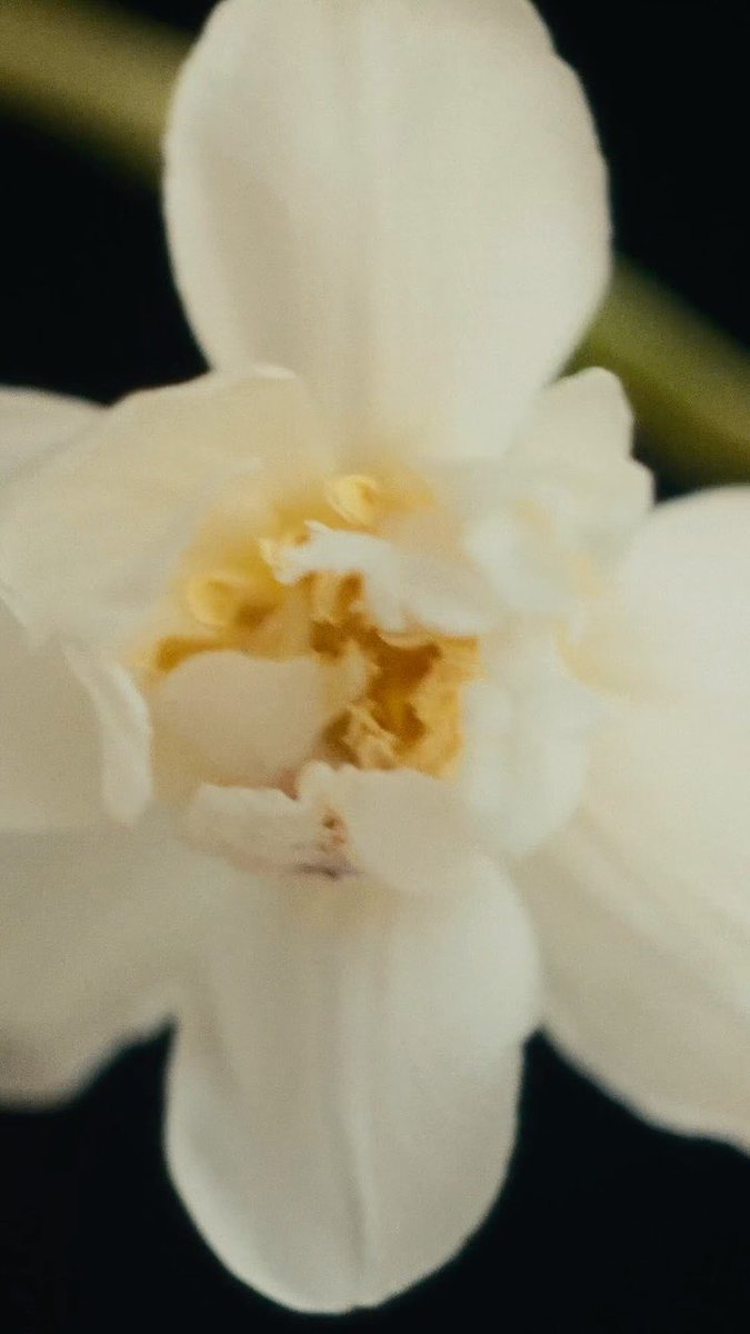 DearHani2's tweet photo. 260928 @mardi_mercredi_official IG #정한 #JEONGHAN
Something new is blooming. 🌼
A new face.
A new chapter.
And a new story with MARDI MERCREDI.
#MARDIMERCREDI #마르디메크르디 #NEWAMBASSADOR https://t.co/UvSbb5b2HH