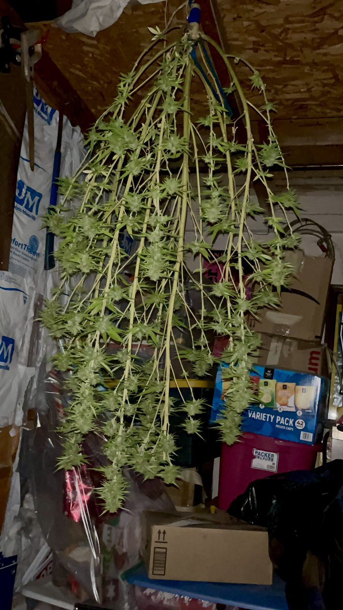 Itsphebeats's tweet photo. #Chop time!!!! โ๏ธ Last plant to #harvest ๐ชดBubba Kush ๐ฎโ๐จ๐จ Hang dry for 5-7 days, then the buds get put in mason jars to cure about 2 weeks! (This next 2-3 weeks is when the magic happens). ๐จ๐พโ๐พ #itsPhe #diy #garden #gardening #growyourown #cannabis https://t.co/Ty3CAUMZMO