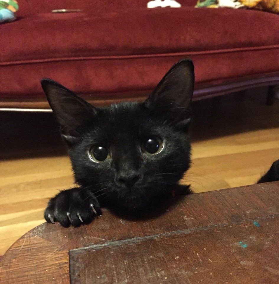 blackscats's tweet photo. https://t.co/RtUs8wxzeD