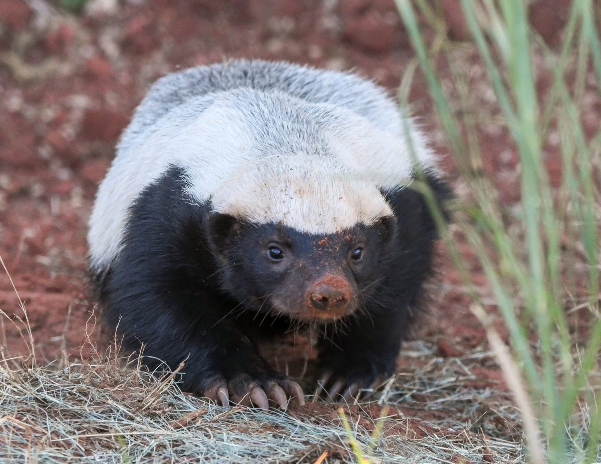 HoneyBadgerDTNS's tweet photo. I’m pretty sure I could be a model. https://t.co/b8RVqfq1Na