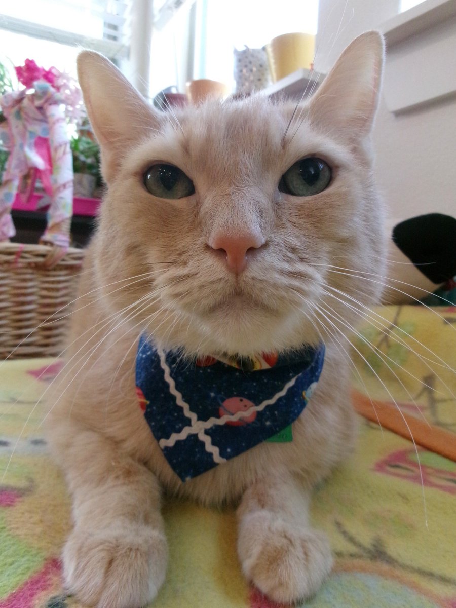 TravisTabbyCat's tweet photo. #sundayselfie time! https://t.co/7i0OU4ZDmM https://t.co/IBEuN0ANQJ