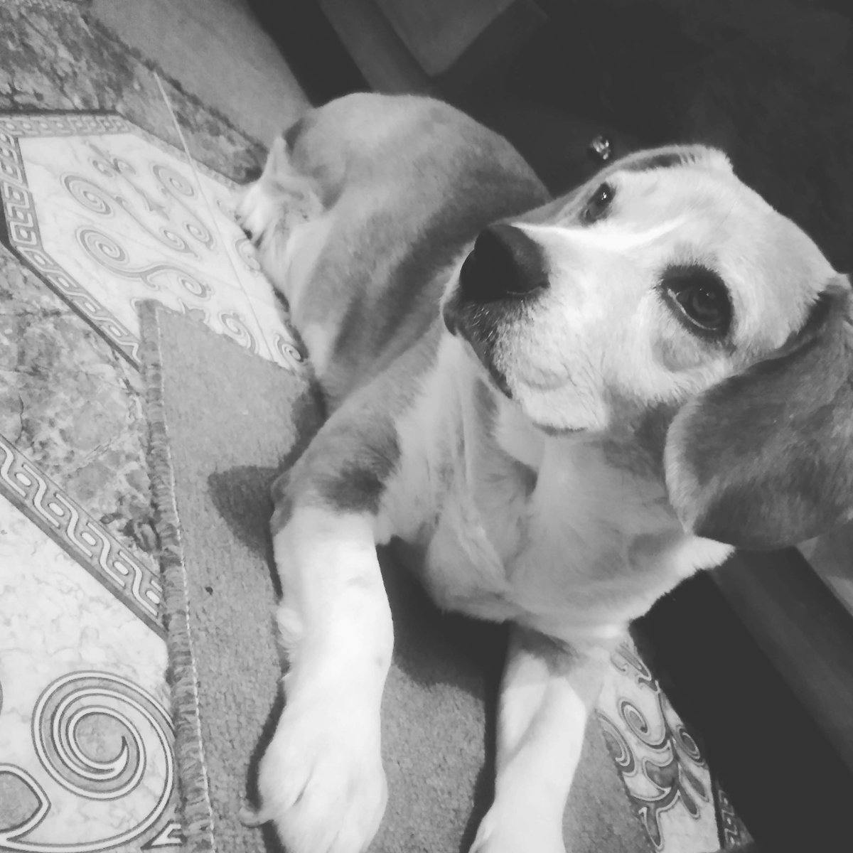Leiidy_CM's tweet photo. @Vendetta1313_ No tengo gato, pero tengo perro ...❤️ https://t.co/Izuc3by8sN