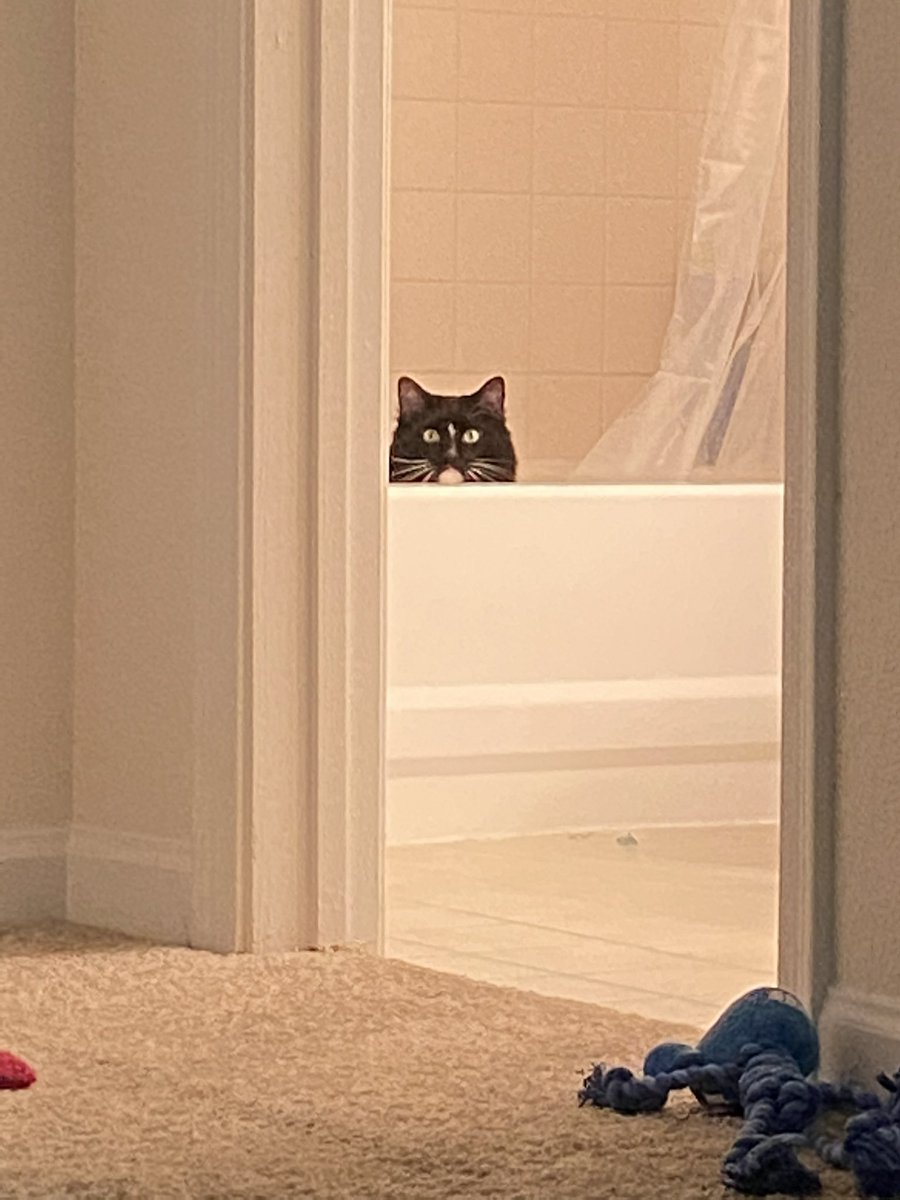 WintersNstuff's tweet photo. Look at my cat https://t.co/GkhA6qR53C