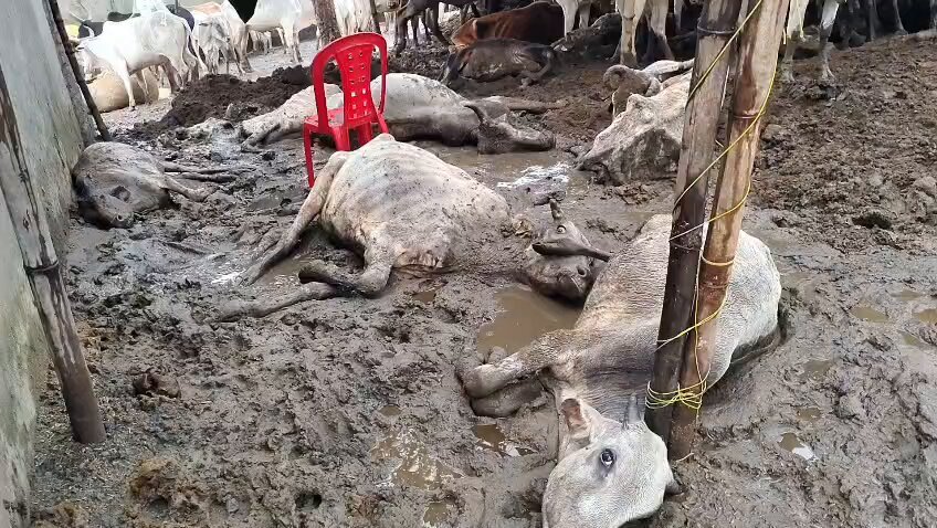 Adhyaksh_0's tweet photo. #बदायूं: ब्लॉक म्याऊँ की ग्राम पंचायत अभिगांव स्थित गौशाला में गोवंशों की दुर्दशा की शिकायत सामने आई है। आरोप है कि गौशाला में गोवंशों की उचित देखभाल नहीं हो रही जिला अधिकारी महोदय मामले को संज्ञान में लेते हुए कार्यवाही करना सुनिश्चित करें?

 @dmbudaun @cdo_budaun @myogioffice https://t.co/nUR71Dt0Q3