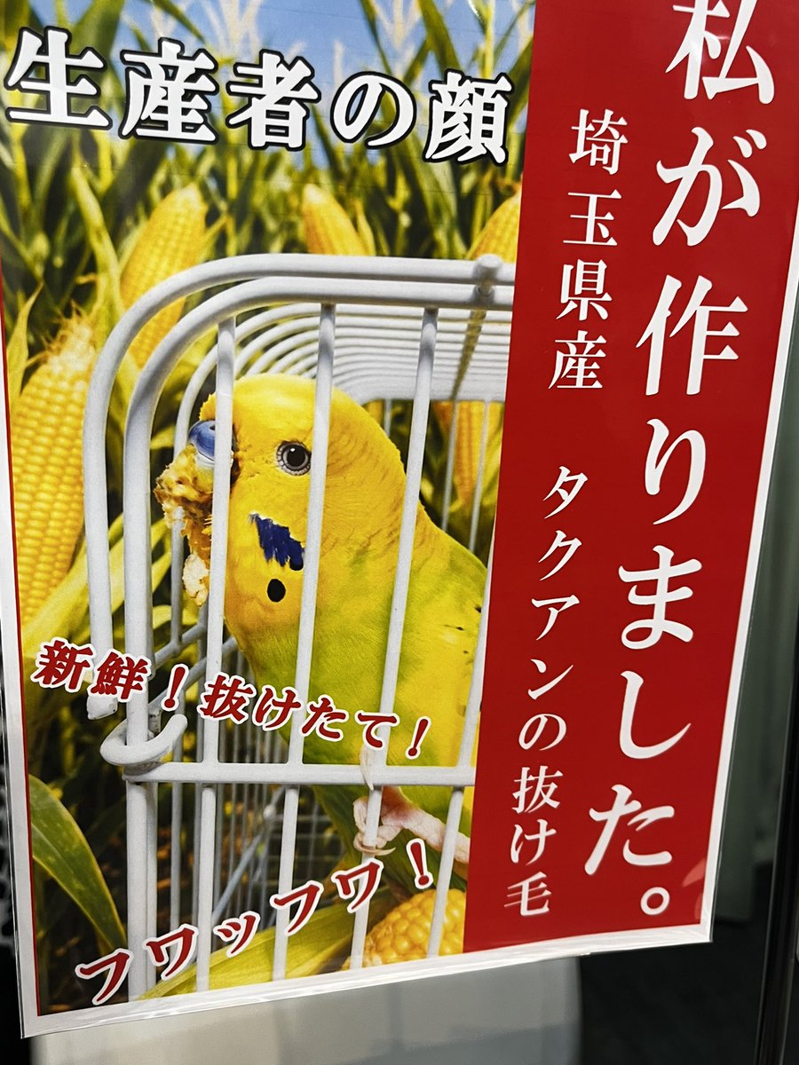 mayonoenoew's tweet photo. 昨日の
#えごま
購入品〜！

兼村。さん　@katte_ni_kikaku 
のタクアンちゃんの抜け毛のペンダント〜
タクアンちゃんありがとう〜
羽根とても綺麗です〜！

兼村さんのブースの作品が何気に家族総出な感じだったのが面白すごかったです。
ありがたや https://t.co/tJZp9Uyt2g