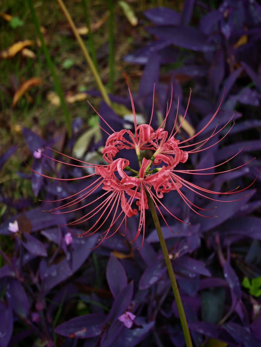 m103h_'s tweet photo. 彼岸花の下に紫の植物生えてて、ホムリリィだった https://t.co/RSesAYvg52