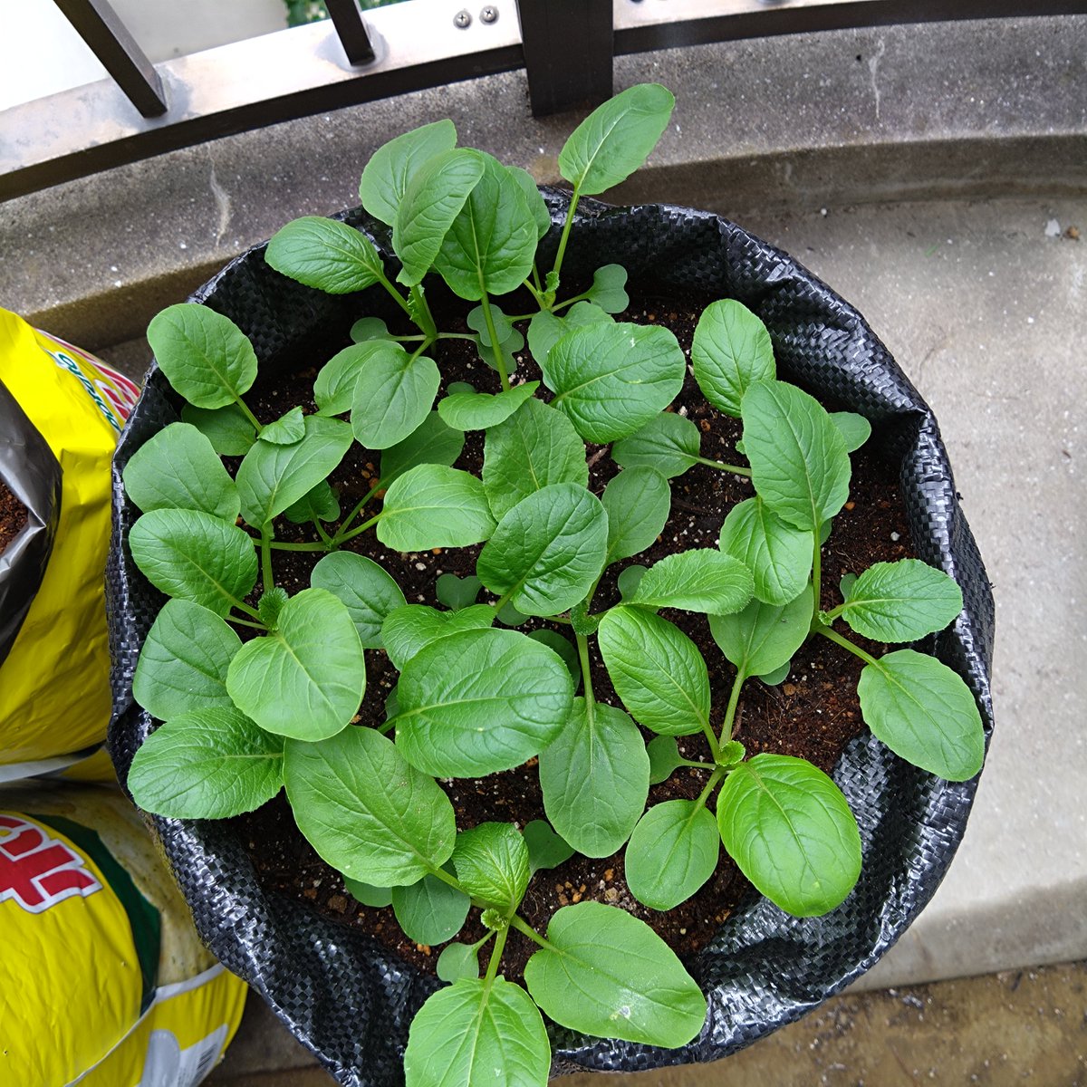 takemasann's tweet photo. ベランダ園芸  野菜編

人参🥕
先に植えた人参はだいぶ育ってく気が立派になってきた。これなら土の中も立派になってきているはず！収穫楽しみだな

枝豆🫛
収穫2個
天気が良くない日が続いてるから成長はかなりゆっくりであんまり収穫できてない。時期が遅すぎたんだろうね。

ブロッコリー
古い葉っぱはだいぶ枯れてしまったけど新しい葉っぱが入れ替わって出てきているから安心。追加で蒔いた種も芽を出したけどまだヒョロヒョロしてるしスペース的にどうだろう？

小松菜
モリモリ育ってきてちょっとスペースが足りなくなってきてるように見える。収穫の時に抜いちゃうものとちょっとずつ葉っぱ切って株は残すのと分けてみよう。

じゃがいも🥔
土増ししてから一週間ぐらいで芽が出てきた。あと3本出てるくはずだから全部出てきてくれるといいのだけど…。種から育てた時に比べると茎がだいぶ立派！

 #ベランダ園芸
 #野菜
 #人参
 #枝豆
 #ブロッコリー
 #小松菜
 #じゃがいも