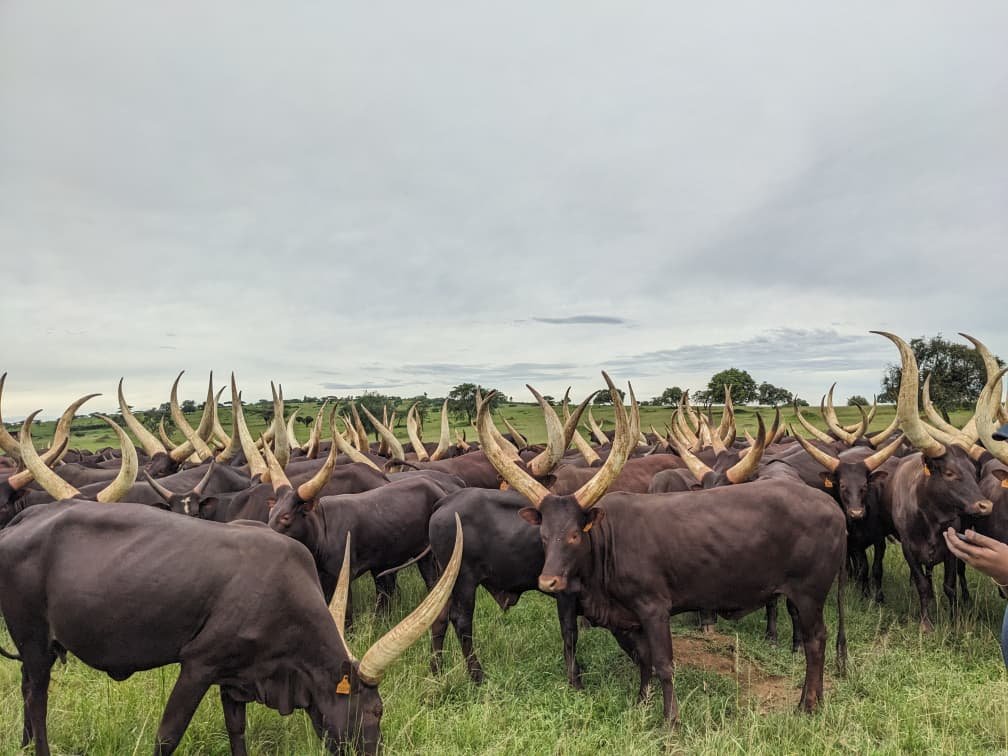 QueenAriazw's tweet photo. What If you had the chance to see Inyambo up close,
 what would you want to know first? 👀🐂 https://t.co/lD8SZCoGe6