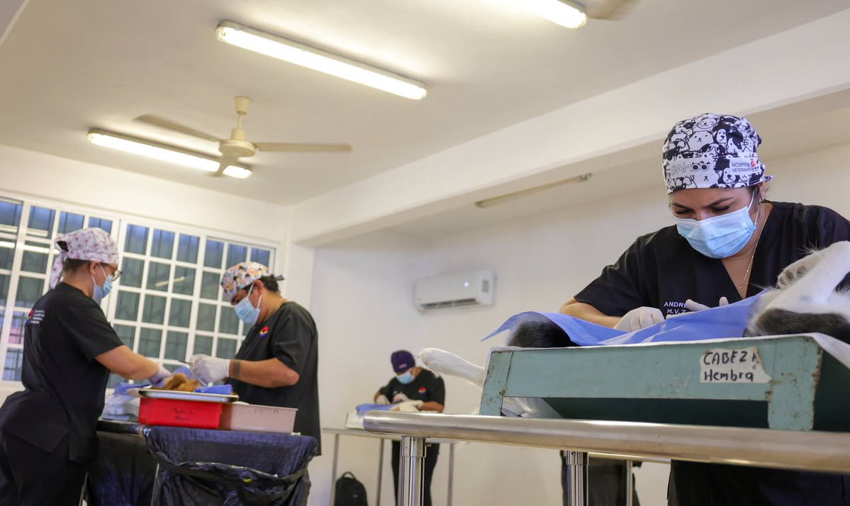 5toPoderDiario's tweet photo. #5TOPODER #NOTICIAS #CANCUN
REALIZAN 150 ESTERILIZACIONES GRATUITAS EN CANCÚN PARA FORTALECER EL BIENESTAR ANIMAL
Cancún, Quintana Roo, 26 de septiembre de 2026. Como parte de las acciones para promover la salud pública y el bienestar animal, el Gobierno Municipal de Cancún llevó a cabo una jornada gratuita de esterilización canina y felina que benefició a 150 mascotas, reforzando así las estrategias para el control responsable de la población de perros y gatos en el municipio.
La campaña fue organizada a través del Instituto Municipal para la Protección y Bienestar Animal (IMPA) y se desarrolló en las instalaciones de la Secundaria Técnica No. 39 “Ikal”, donde desde temprana hora se concentraron decenas de propietarios interesados en brindar atención preventiva a sus animales de compañía.
Durante la jornada participaron ocho médicos veterinarios cirujanos, quienes realizaron los procedimientos quirúrgicos a perros y gatos bajo estrictas medidas de cuidado. Tras las intervenciones, las mascotas permanecieron bajo observación y seguimiento de sus dueños para garantizar una recuperación adecuada.
Las autoridades municipales destacaron que estas campañas contribuyen de manera significativa a reducir la sobrepoblación de animales en situación de calle, prevenir camadas no deseadas y disminuir los riesgos asociados al abandono de mascotas. Asimismo, señalaron que estas acciones forman parte de una estrategia integral enfocada en fomentar una cultura de tenencia responsable entre la ciudadanía.
Además del beneficio directo para las familias participantes, el programa busca generar conciencia sobre la importancia de brindar atención médica preventiva a los animales de compañía, fortaleciendo el compromiso social con su cuidado y protección.
El Gobierno Municipal invitó a la población a mantenerse atenta a las redes sociales oficiales del IMPA, donde se publican las fechas de futuras campañas de esterilización y otros servicios dirigidos a promover el bienestar animal en Cancún.
Fuente: 5to Poder Agencia de Noticias