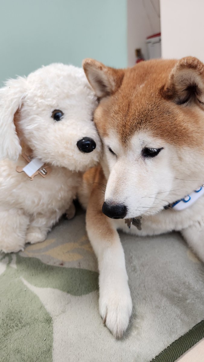 pekotaro930's tweet photo. ぬいぐるみの方が犬らしい顔してる問題 https://t.co/7XXeHqebVU