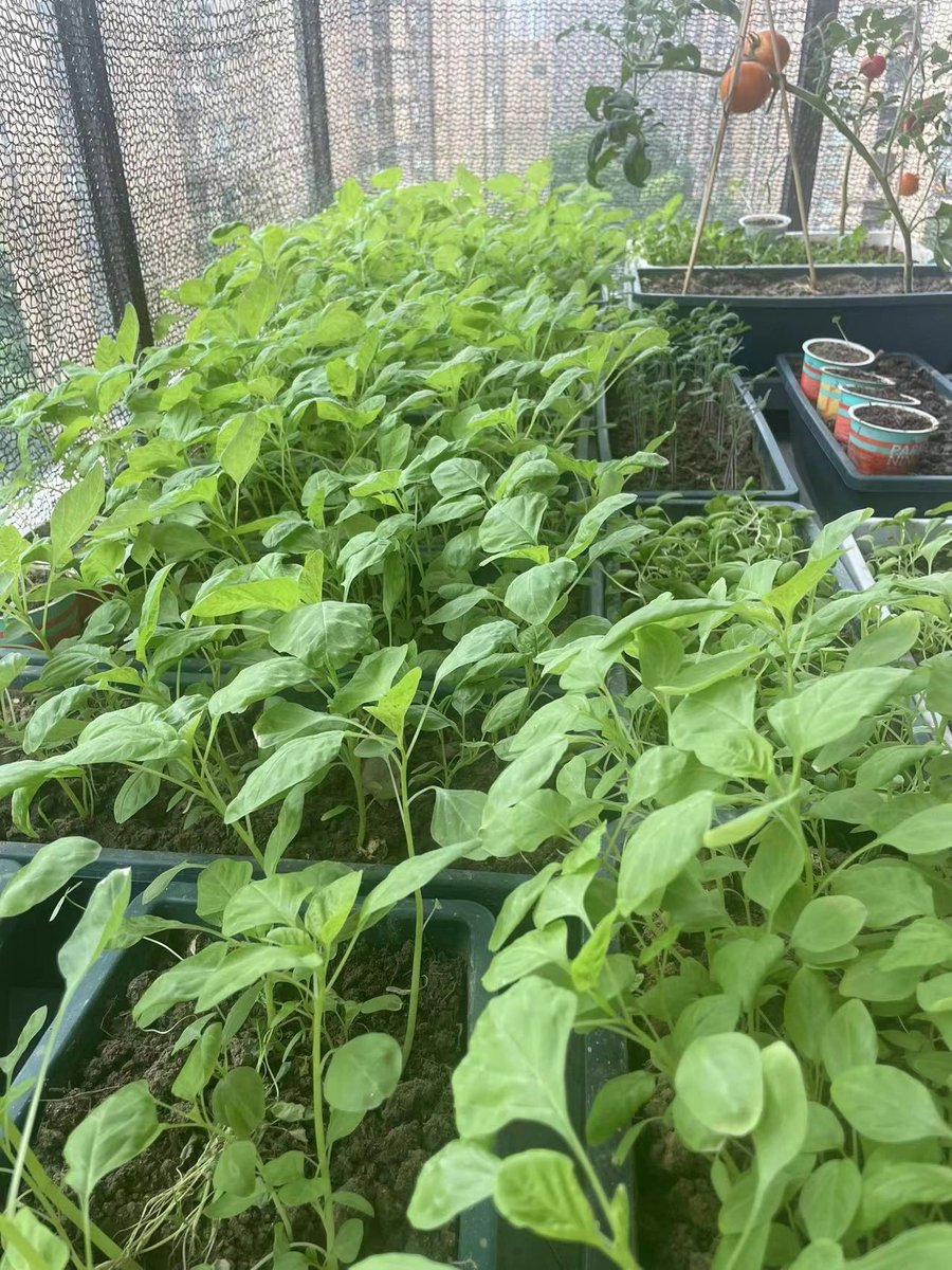 jackluca32734's tweet photo. Little balcony now has fresh herbs u0026 veggies! My tiny balcony went from empty to a cozy little growing spot this month, so happy about this small win. https://t.co/yo0gu8Lxhh