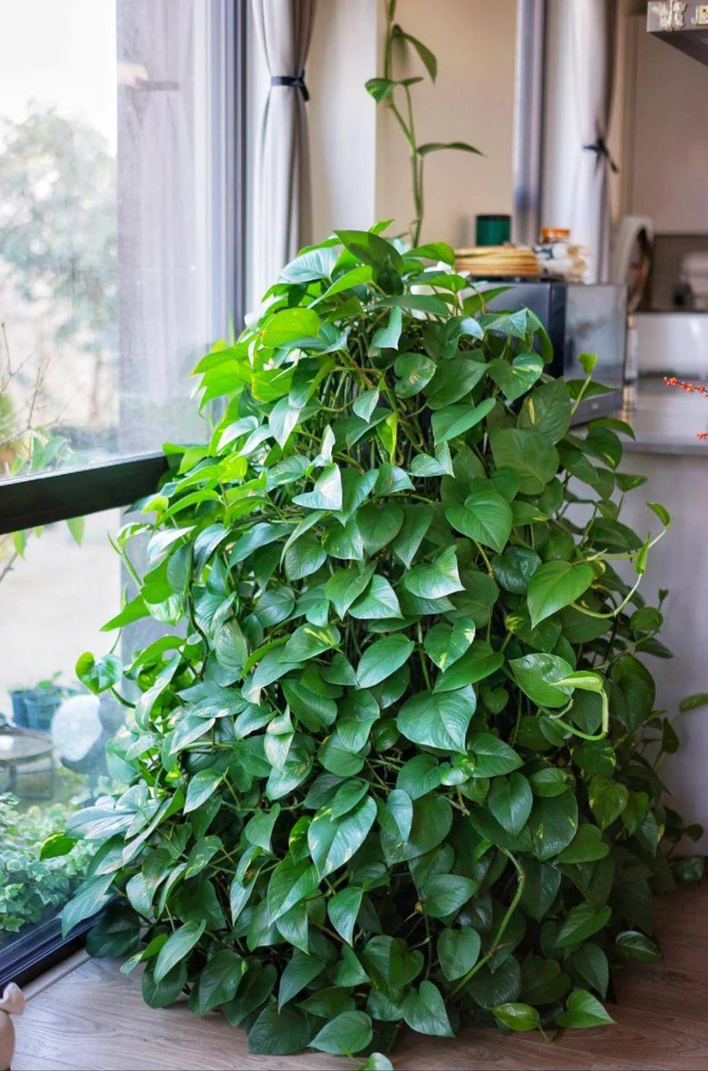amitkyle313447's tweet photo. Pro tip for your pothos: let the top 2 inches of soil dry out before watering! This low-maintenance beauty thrives in bright indirect light – perfect for newbie plant parents. https://t.co/VSpnNkxhzr