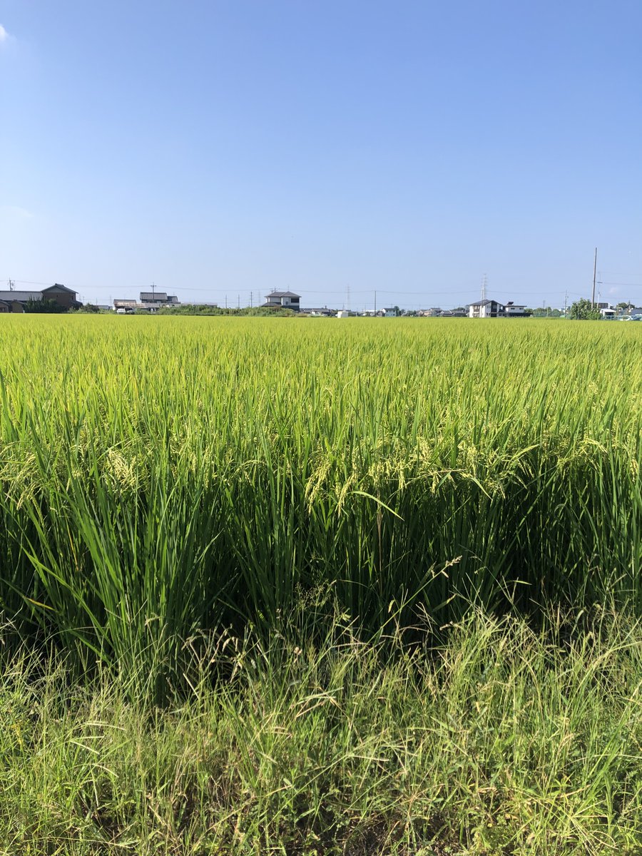 toughvarrier's tweet photo. #稲刈り
コメント
自分の住んでいる地域では稲が垂れてくると夏だなぁと感じます。稲刈りが始まると夏の終わりを感じます。
#新米 https://t.co/2E5Fg2Ixvr