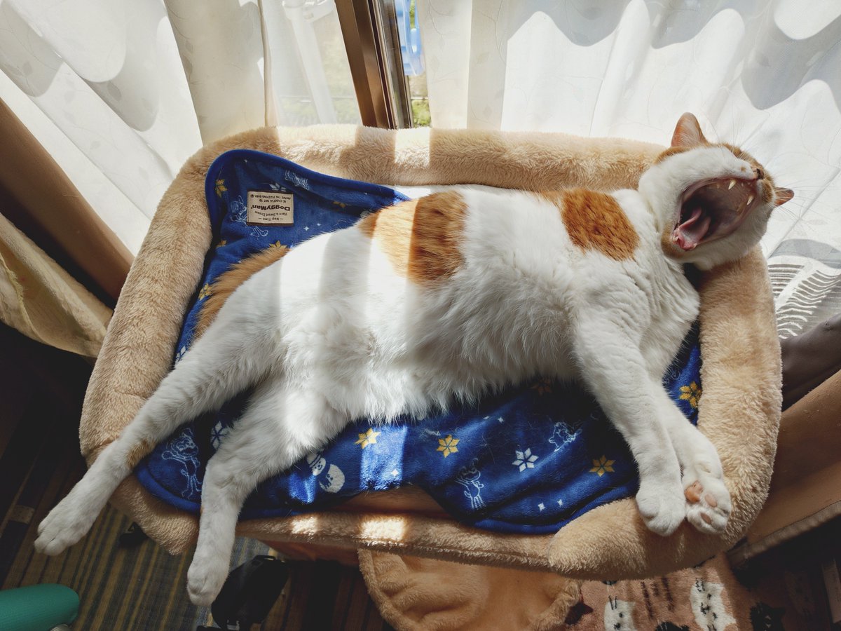 rukasukeV6's tweet photo. ポンポコリンなおじさま🐱☀
猫うつも落ち着いて、キャットタワー乗るようになった☺️ https://t.co/QG04MXWNnC