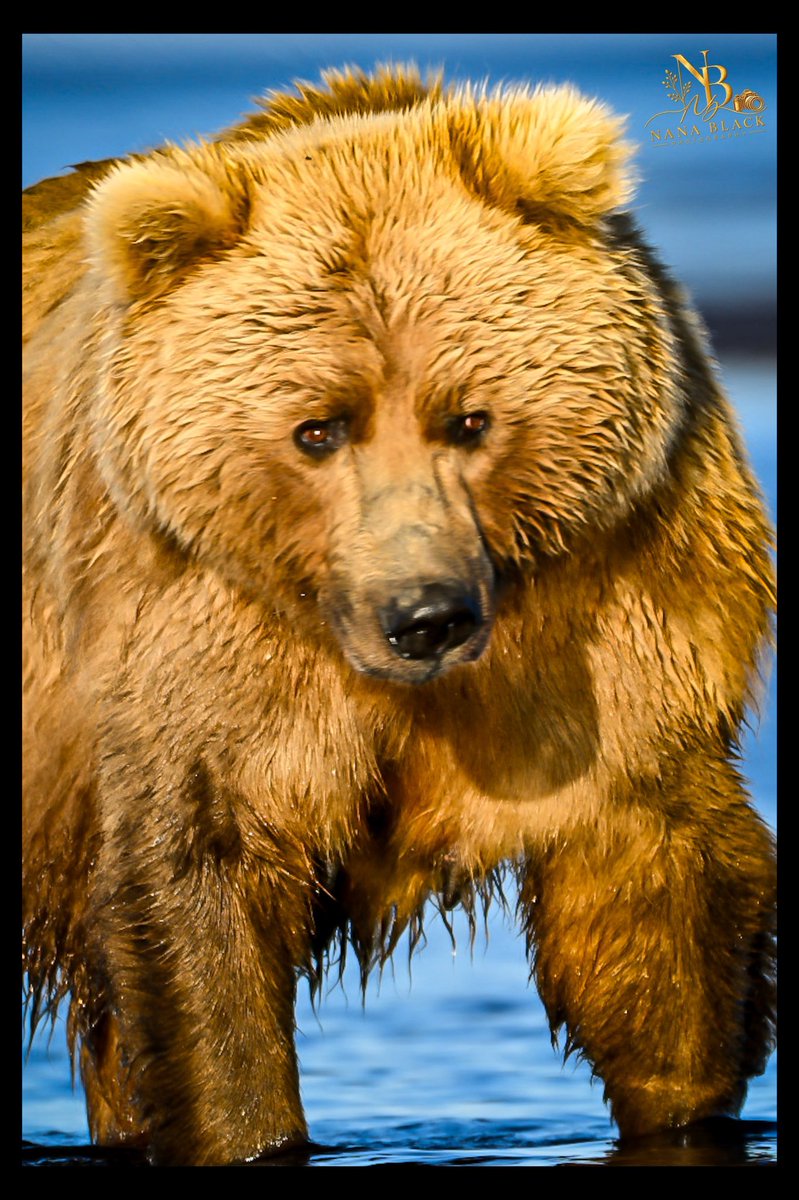 drkathiemblack's tweet photo. Katmai, Day 2 š»
ā¢
Here are some of the moments that made our second day unforgettableāending with the three of them together on the beach. ā¤ļø
ā¢
#Katmai #AlaskaBears #BrownBears #BearFamily #WildlifePhotography https://t.co/zmMP6d030r