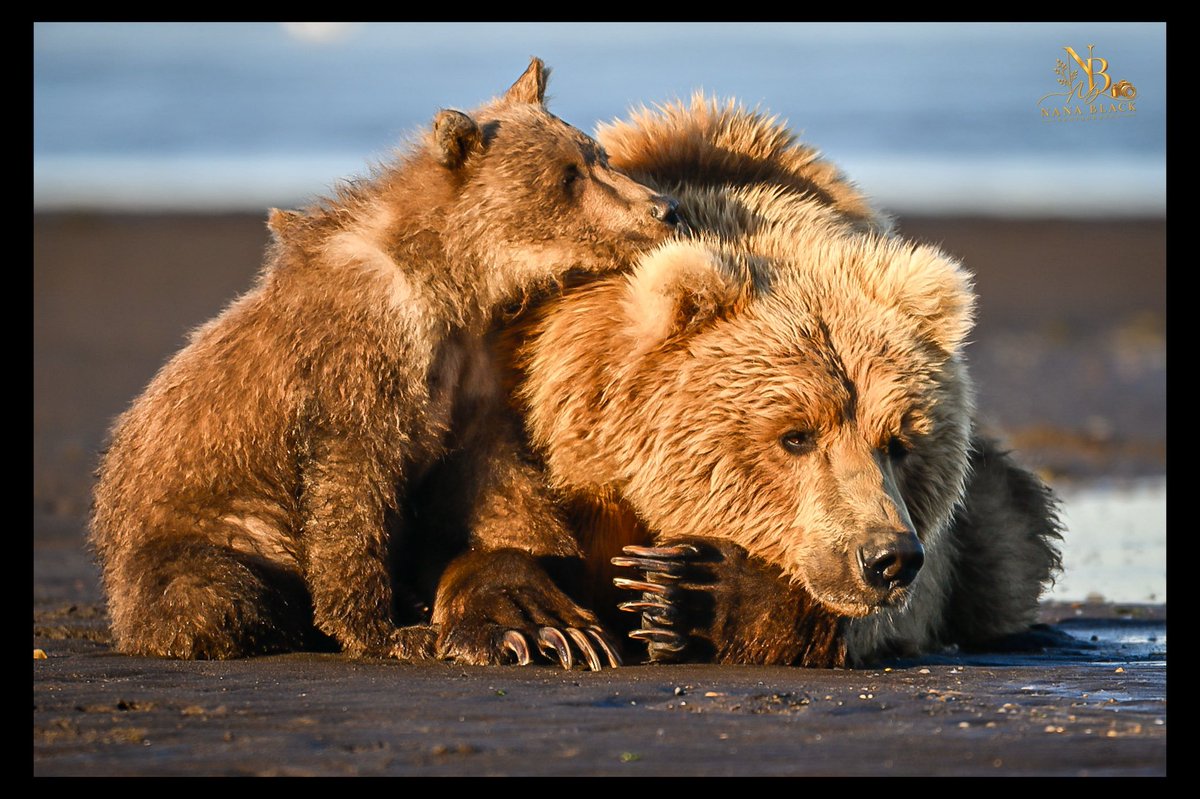 drkathiemblack's tweet photo. Katmai, Day 2 š»
ā¢
Here are some of the moments that made our second day unforgettableāending with the three of them together on the beach. ā¤ļø
ā¢
#Katmai #AlaskaBears #BrownBears #BearFamily #WildlifePhotography https://t.co/zmMP6d030r