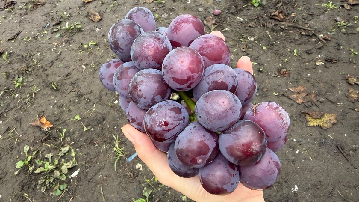 Euclid_sub's tweet photo. （🍇•᎑•🍇） https://t.co/oiBmMuGByP