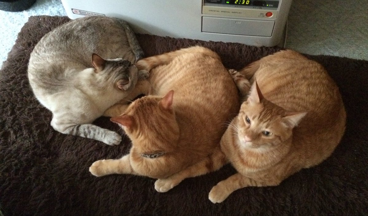 catACEROLA's tweet photo. 雷鳴➕雨
お外で暮らす猫様方は大丈夫だろうか
雨宿りをきっかけにウチのコになった元ボス猫を思い出す
君に託された息子たちも14歳になったよ　
ウチの近くで困ってるコがいたらお空のNNNであそこの家なら…と導いてあげてねー https://t.co/82dS37JW0b